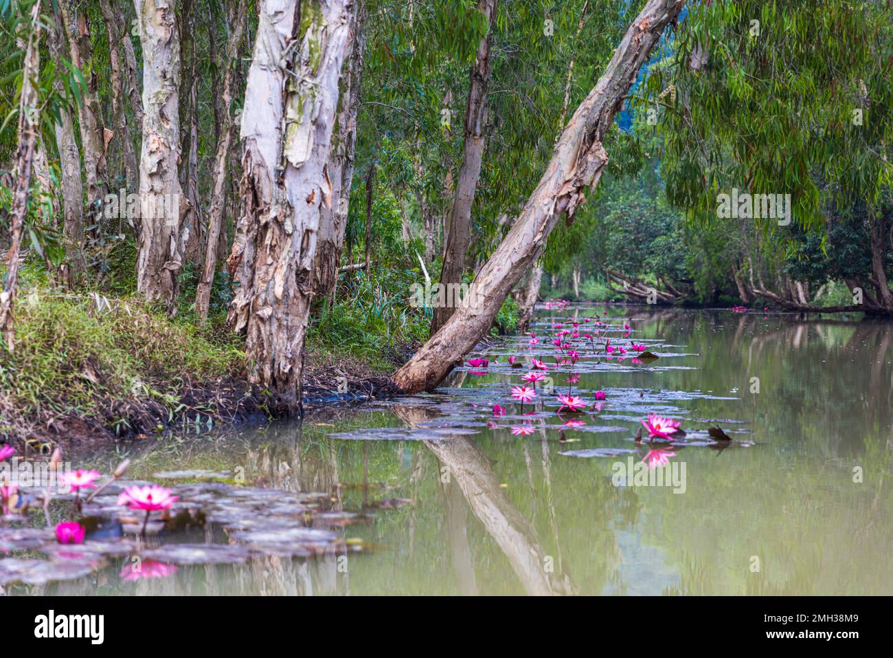 Acqua rosa lilly fiori e foglie su un fiume in Vietnam Foto Stock