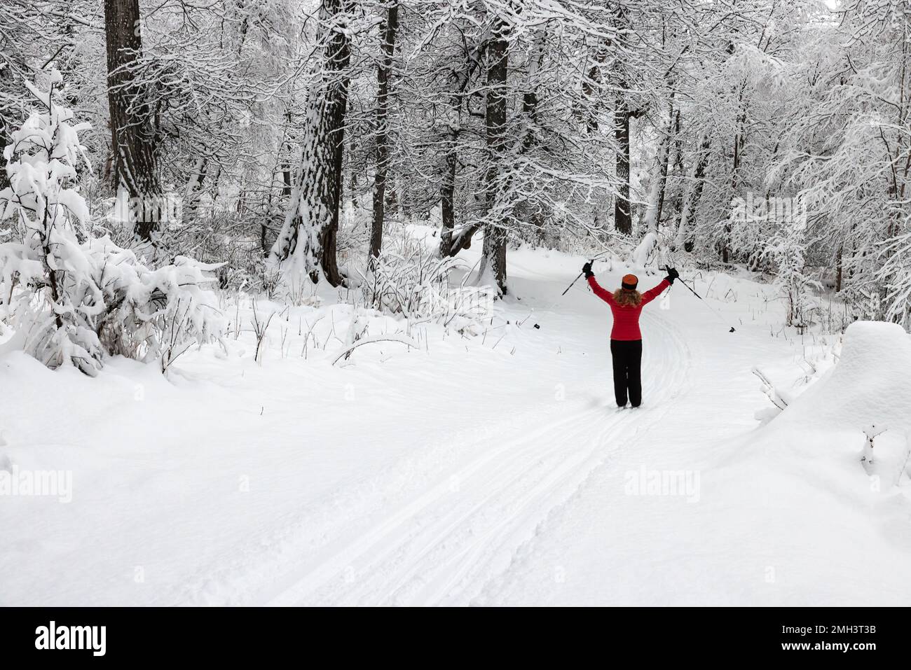 Sci di fondo sulla neve fresca all'Eagle River Nature Center nell'Alaska centro-meridionale. Foto Stock