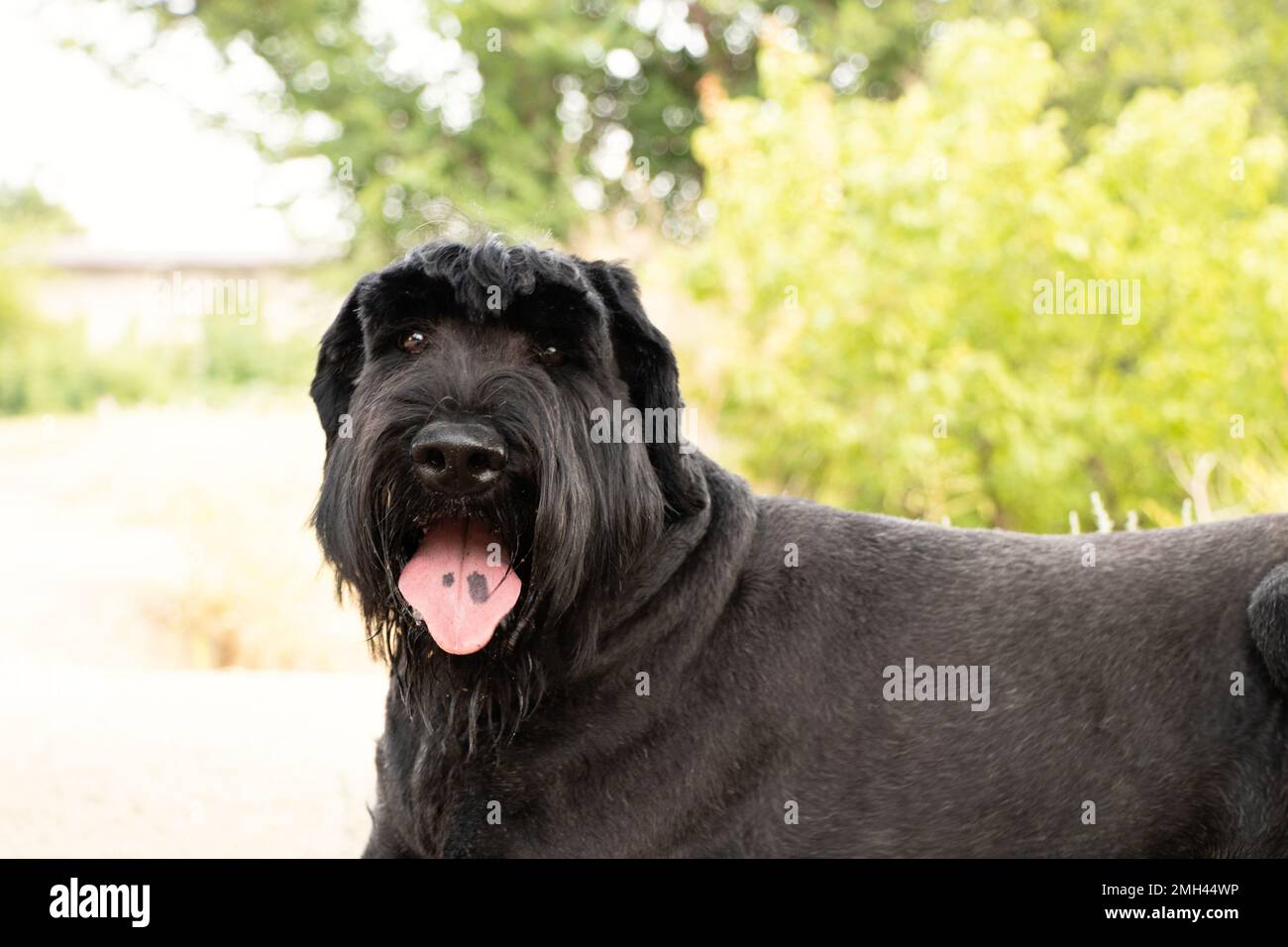 Ritratto di un adulto cane nero gigante Schnauzer nel parco al sole in estate in Ucraina, gigante Schnauzer nero adulto Foto Stock