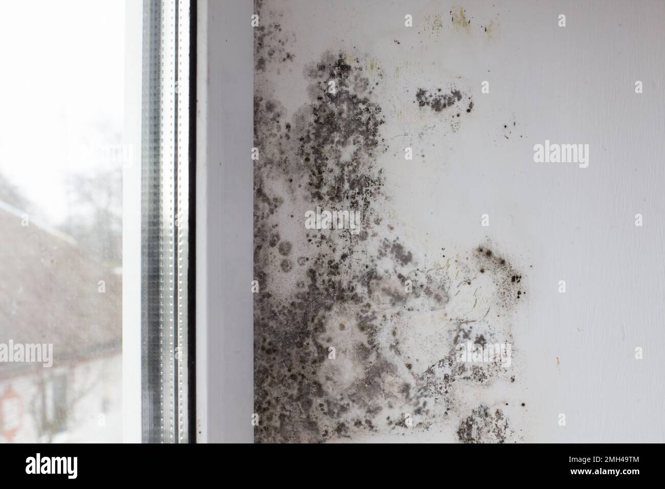 Fungo sulla parete vicino alla finestra. Il fungo nero copre la parete bianca e la finestra Foto Stock