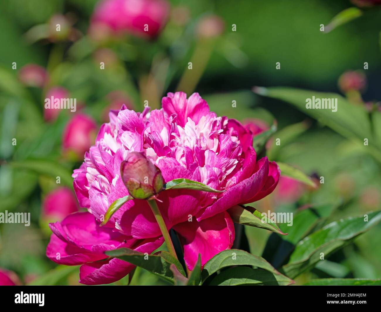 Peonie rosse in fiore, paeonia, in giardino Foto Stock