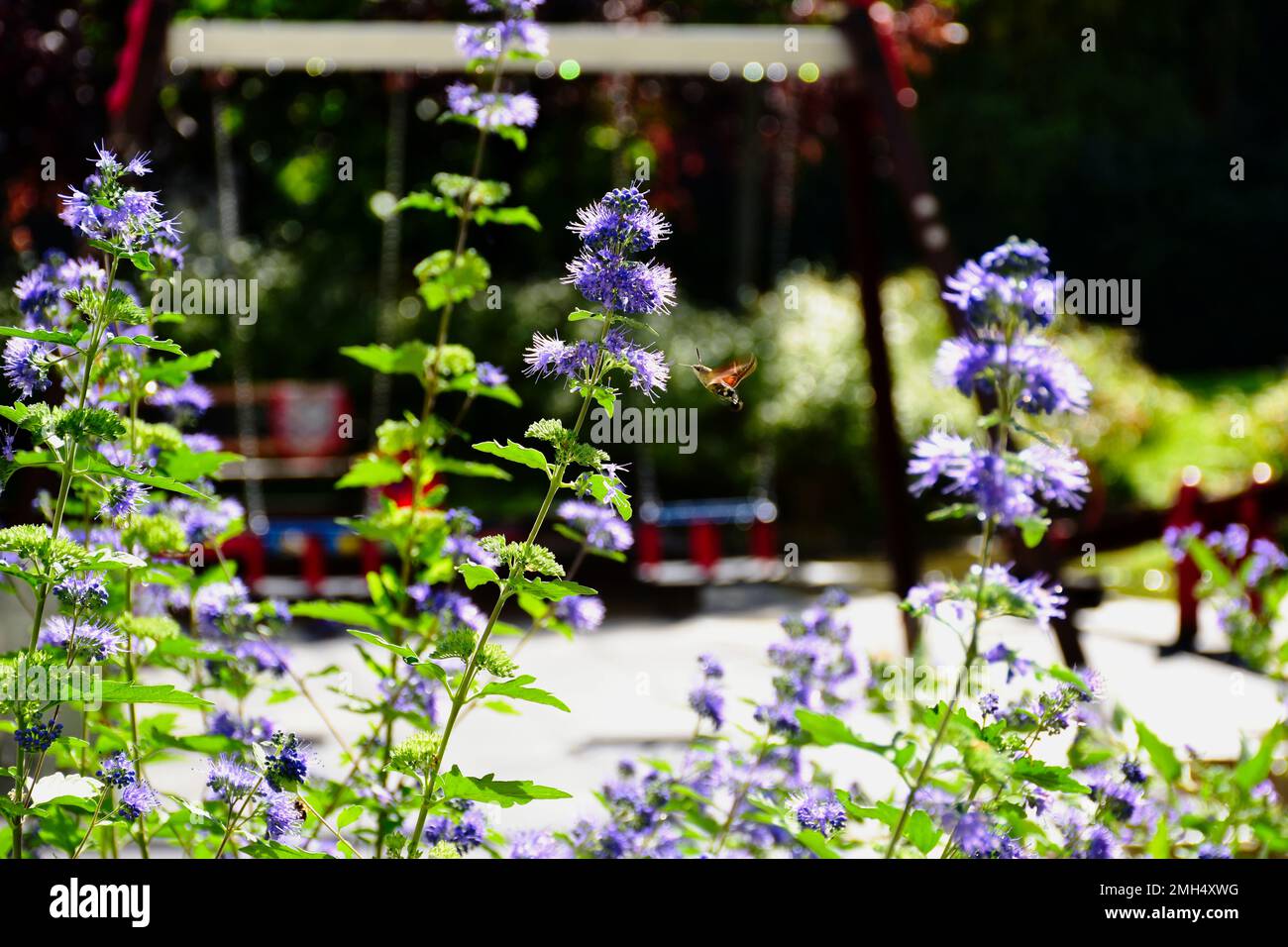 Kew fiore blu primo piano. parco giochi sfocato. oscillazione rossa a distanza. Hummingbird hawk-moth hovering. lussureggiante fogliame. giardinaggio e concetto all'aperto Foto Stock