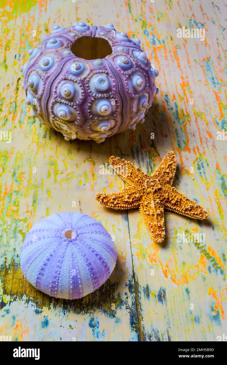 Urchin di mare viola e Starfish Foto Stock