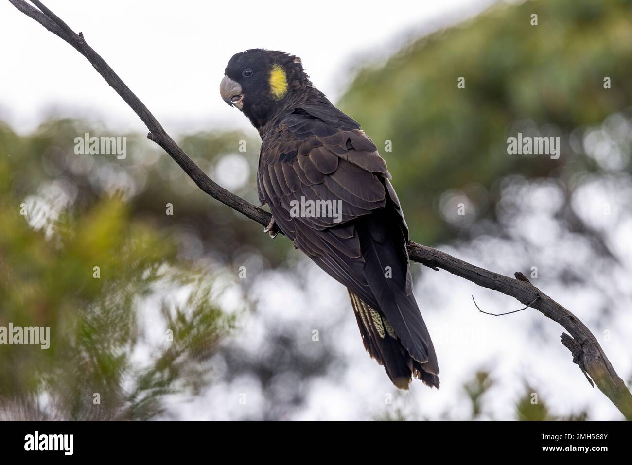 Cockatoo nero dalla coda gialla arroccato su un albero Foto Stock