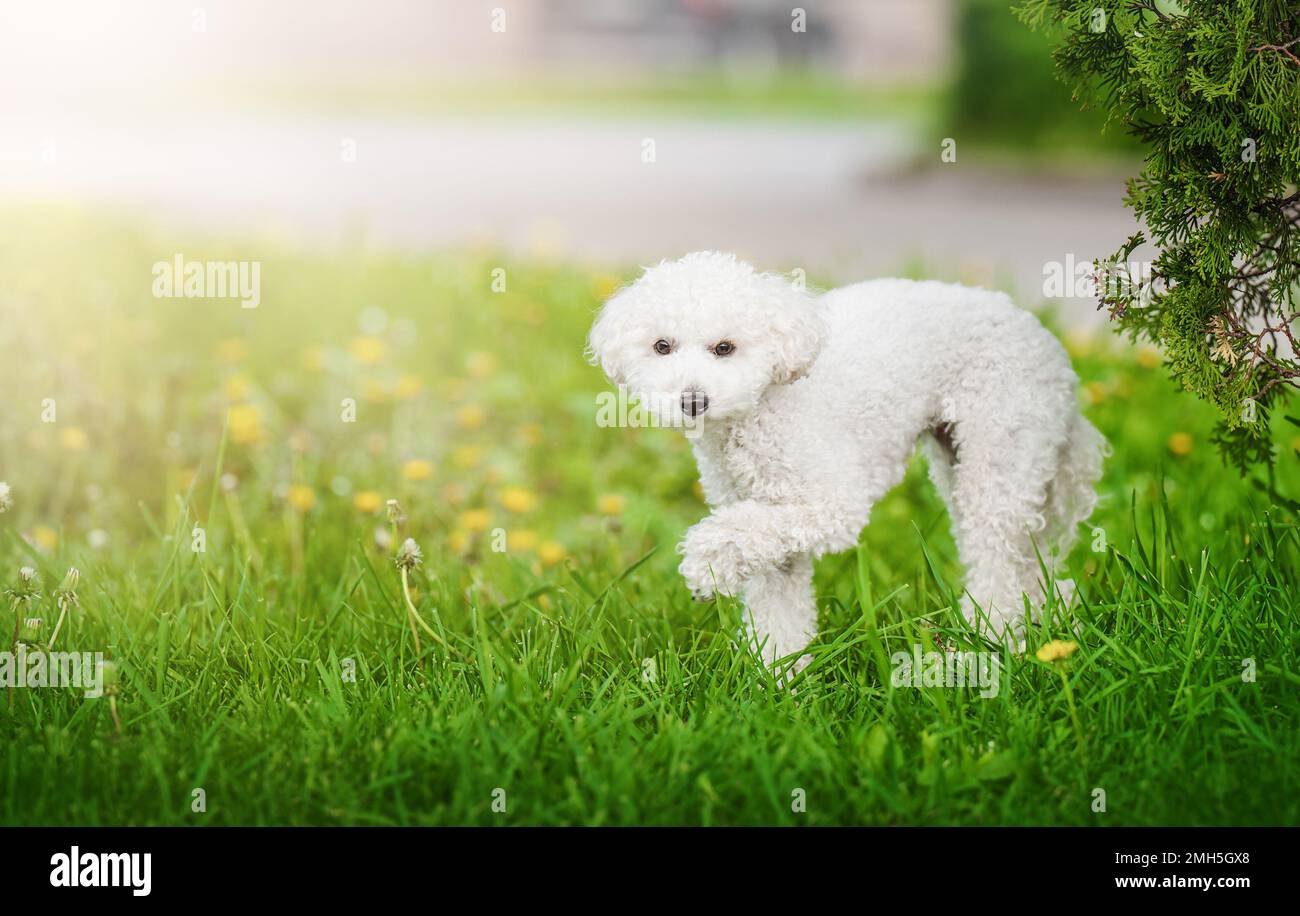 Ritratto di White Big Royal Poodle Dog sullo sfondo della natura. Foto Stock