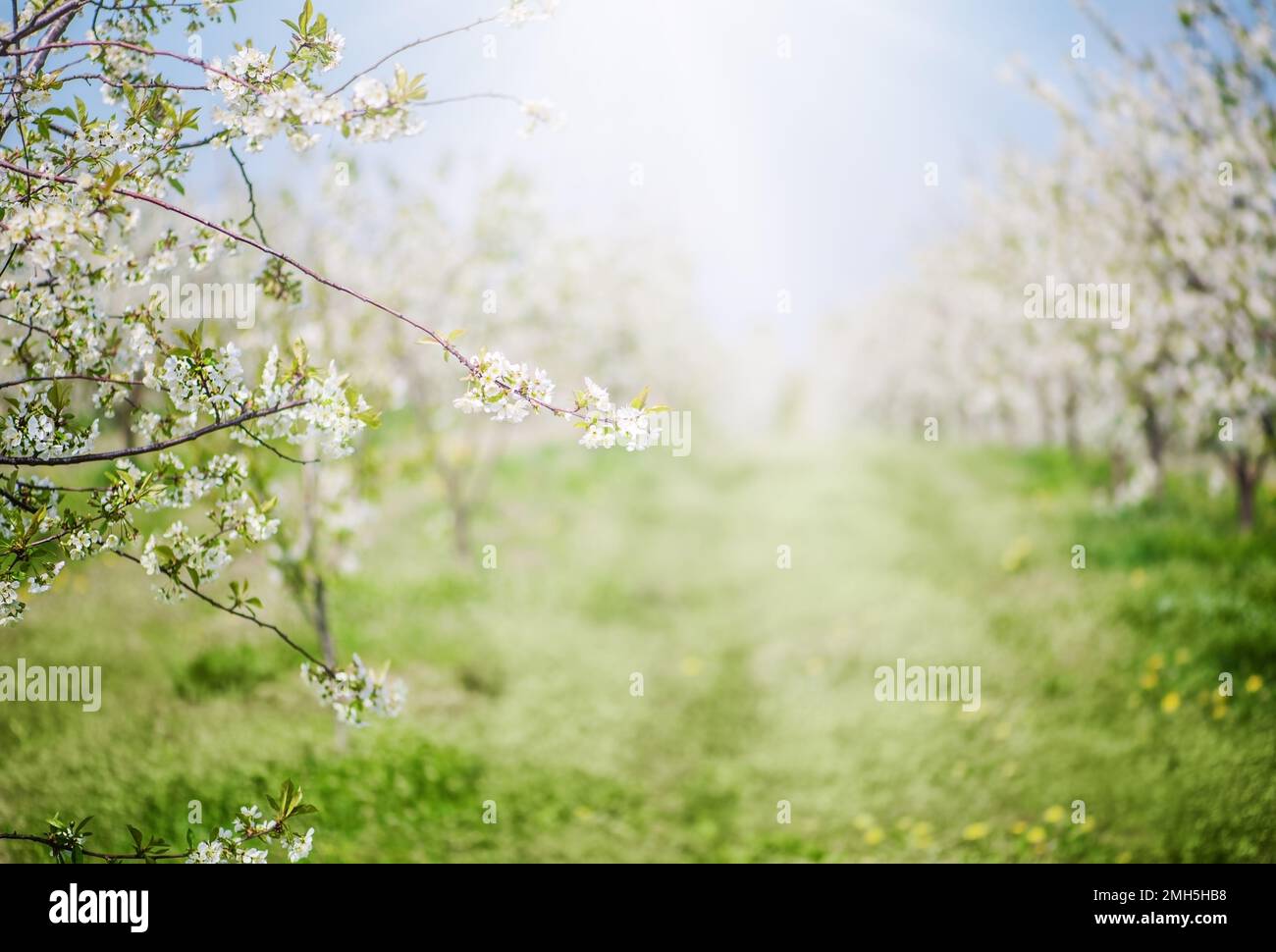 Frutteto fiorito di giardino di mele in primavera. Foto Stock