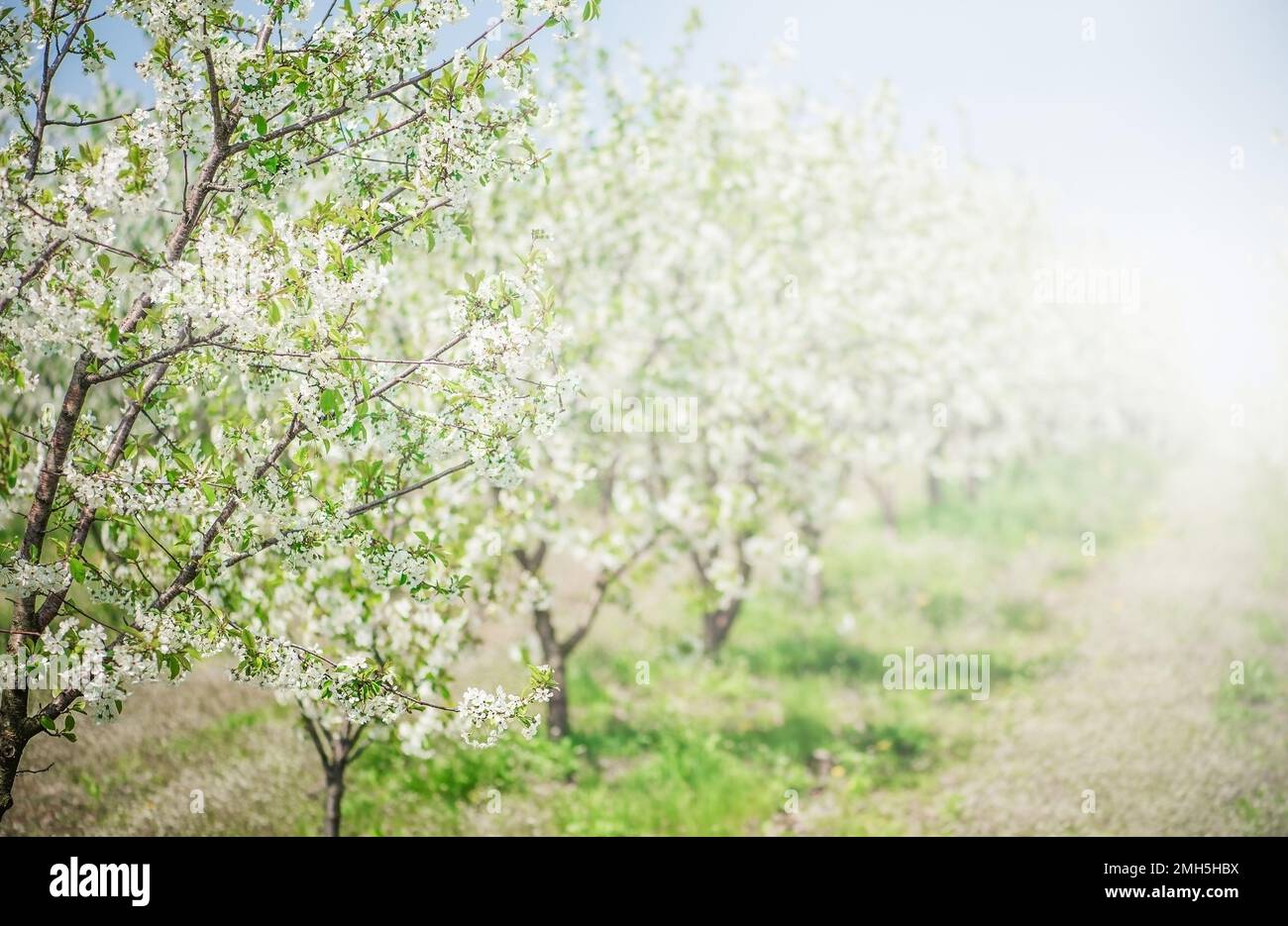 Alberi di fiori di mela in primavera giorno di sole su sfondo di luce del sole. Foto Stock
