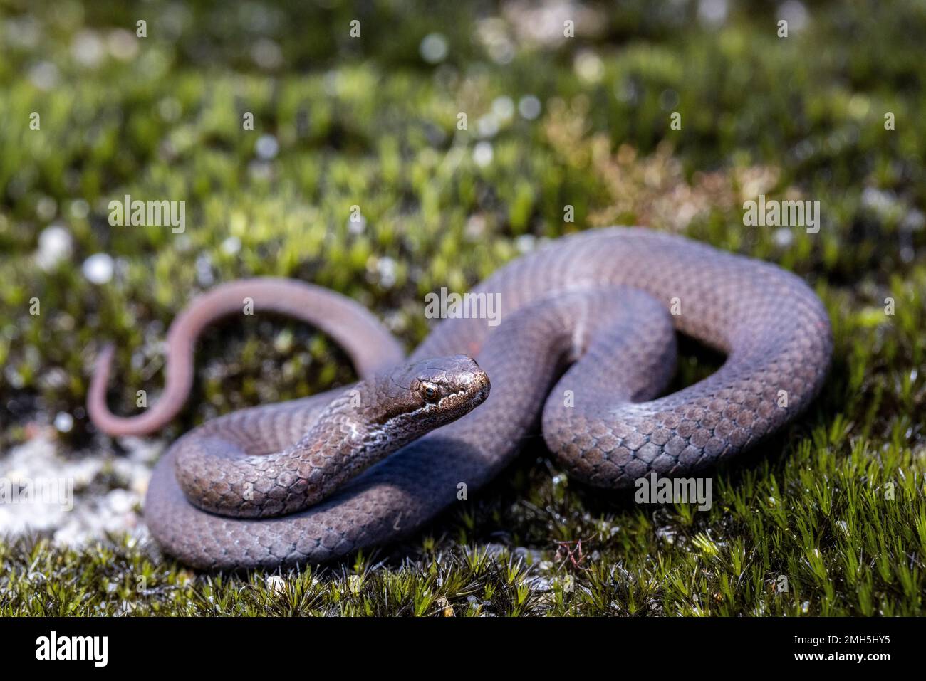 Serpente Australiano dal labbro bianco in habitat muschio Foto Stock