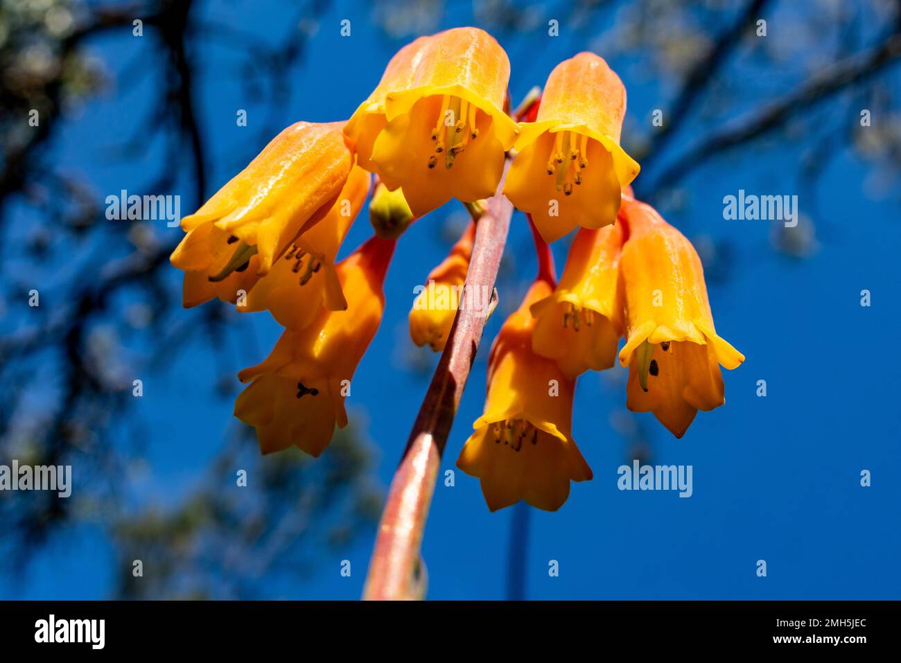 Australian Christmas Bells pianta in fiore Foto Stock