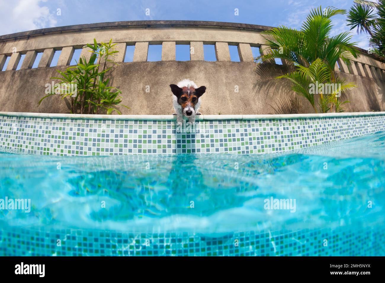 Divertente foto subacquea di Jack russell cucciolo terrier in piscina giocare con divertimento - salto, immersione in profondità. Attività, corsi di formazione con la famiglia p Foto Stock