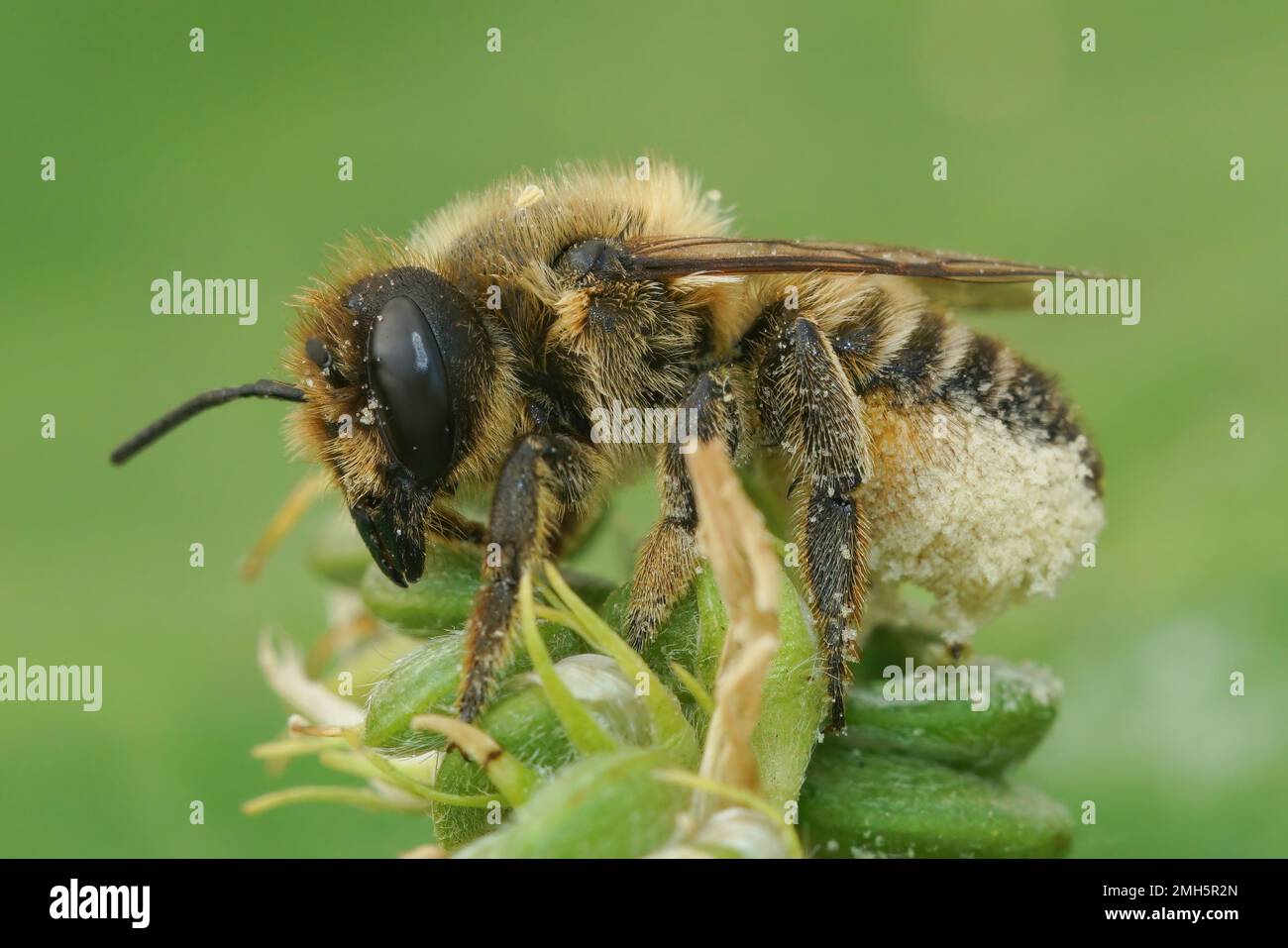 Primo piano naturale di una femmina bruna e pelosa Willughby, Megachile willughbiella, in cima alla vegetazione Foto Stock
