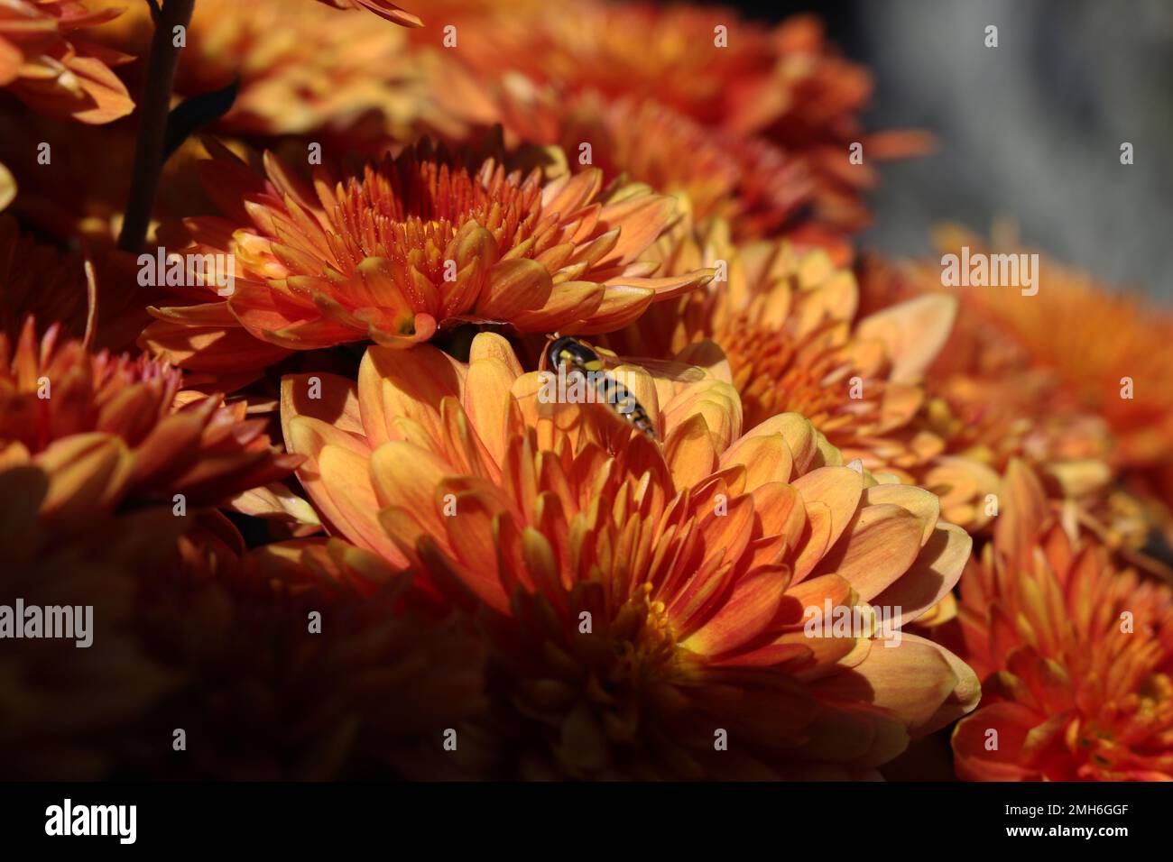 Pentola con crisantemo d'arancia. Decorazione autunnale all'aperto. Arancione piccante giardino mamma Foto Stock