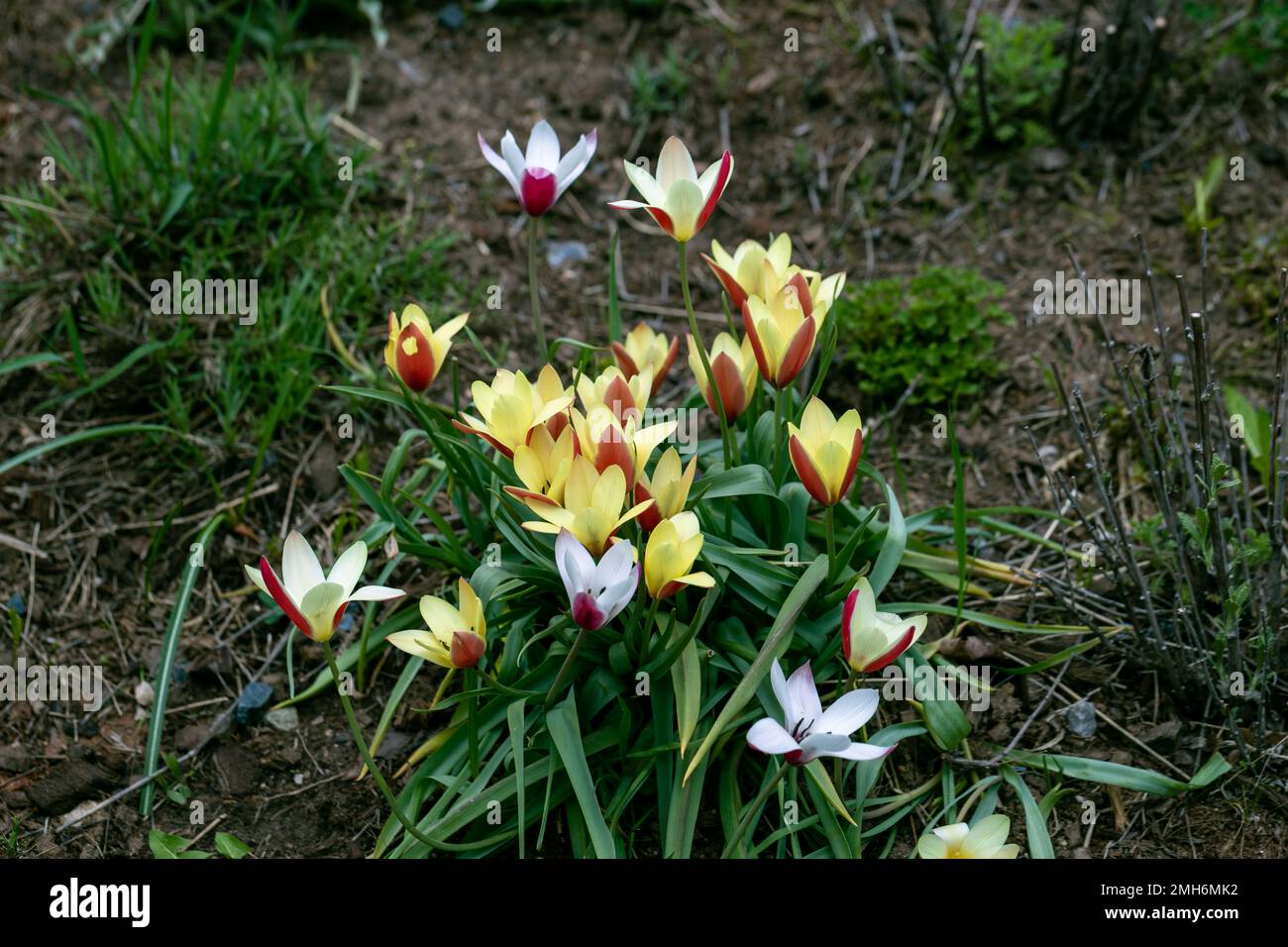 Vari tulipani clusiana fiorire in un giardino nel mese di aprile Foto Stock