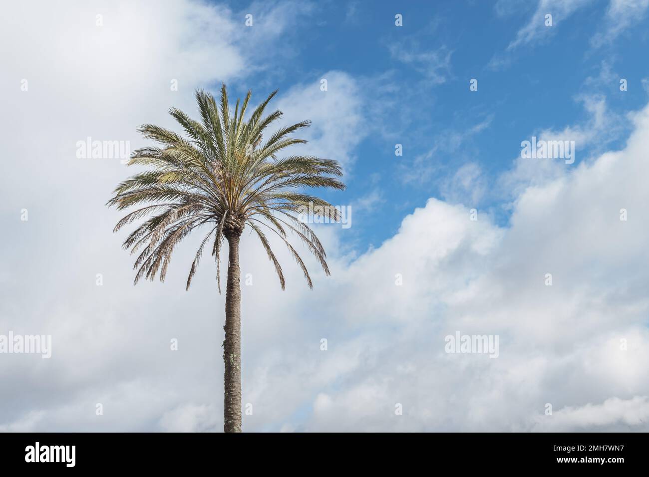 una palma con sfondo cielo blu in una giornata di sole in inverno in spagna Foto Stock