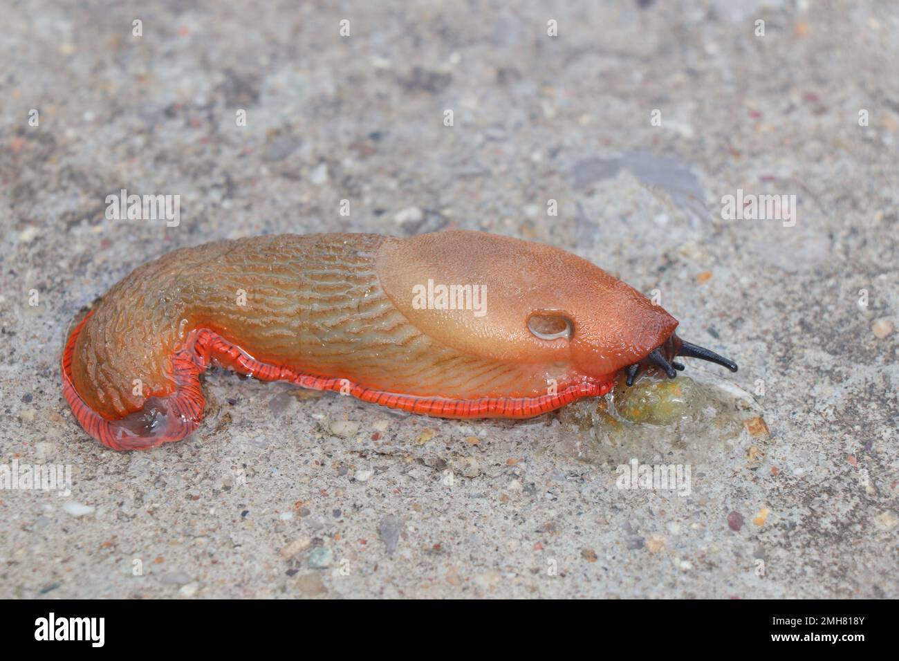 Alta risoluzione dei molluschi gasteropodi terrestri, senza conchiglie, di grandi terre Foto Stock