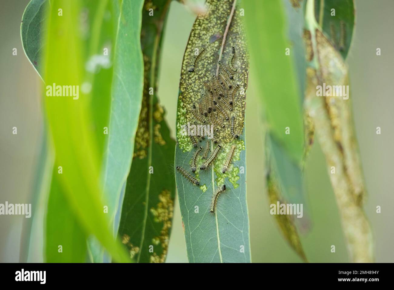 La gomma dell'imperatore si nuca di larve su una foglia di eucalipto Foto Stock