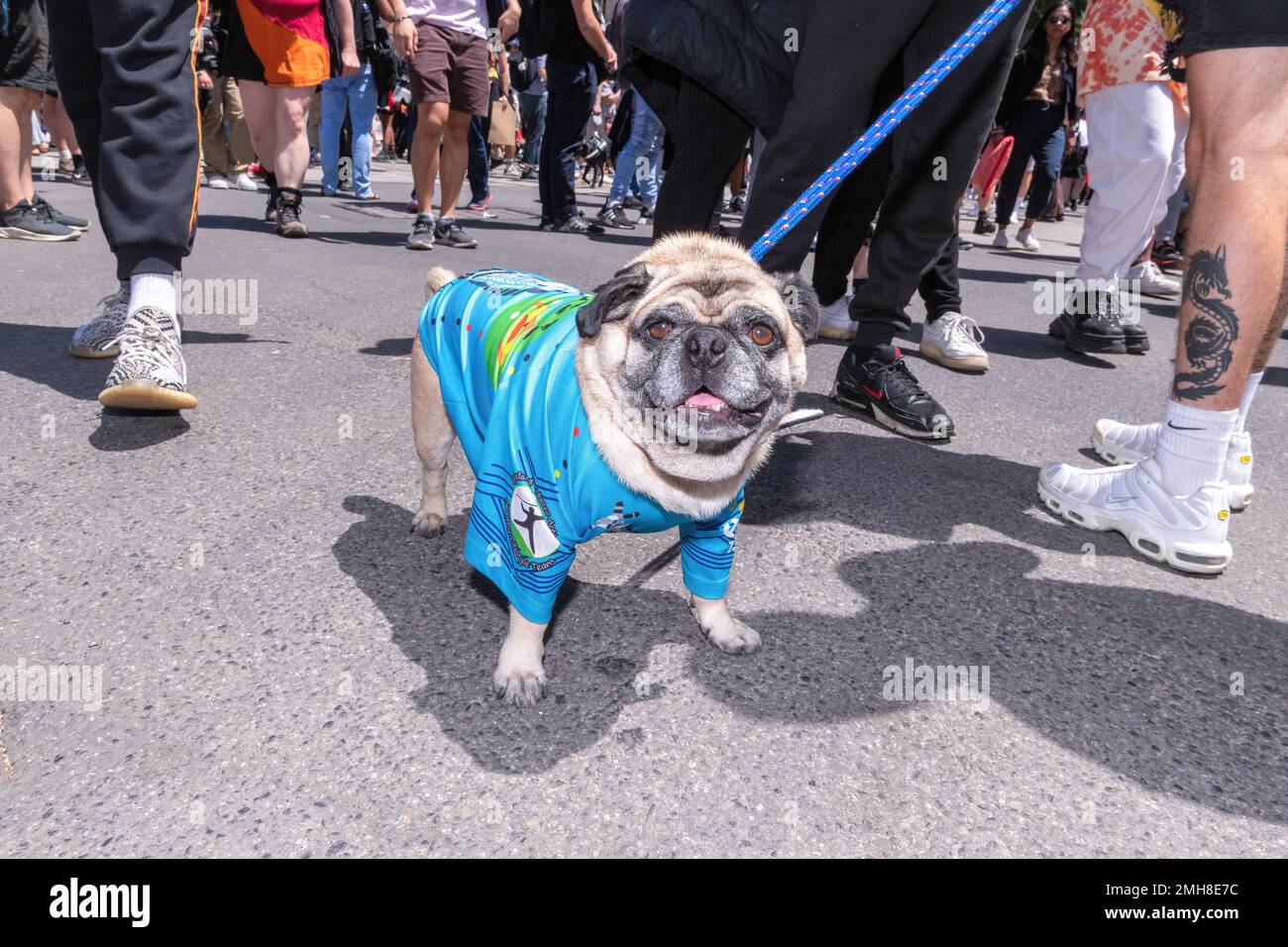 Melbourne, Australia, 26 gennaio 2023. Un cucciolo di pug indossa una maglietta a tema indigeno durante la protesta annuale della Giornata dell'invasione a Melbourne, organizzata dagli australiani indigeni e dai loro alleati, chiede la fine della celebrazione della Giornata dell'Australia e il riconoscimento della sovranità indigena. Credit: Michael Currie/Speed Media/Alamy Live News Foto Stock