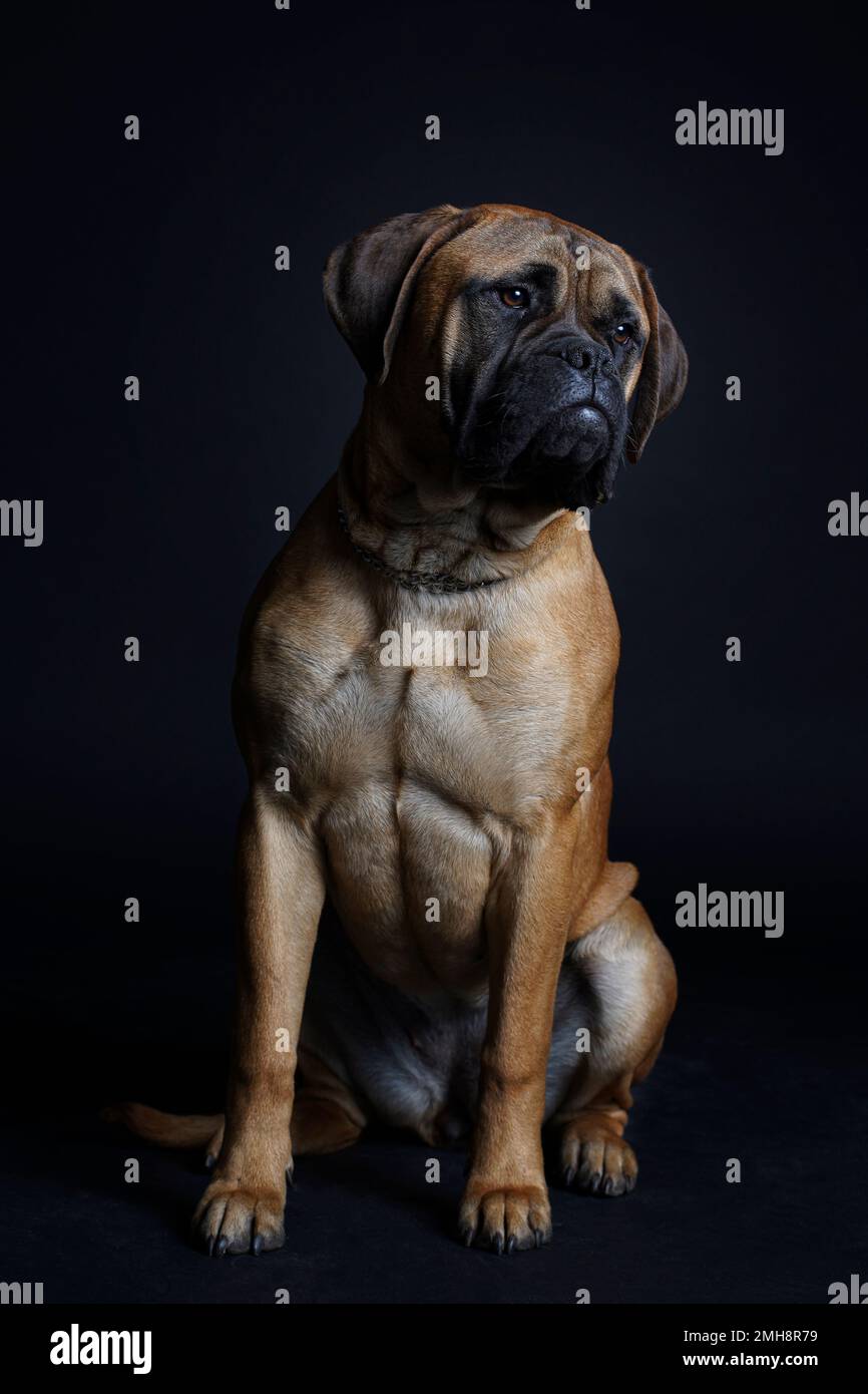 Bullmastiff cane seduto su sfondo nero in studio Foto Stock