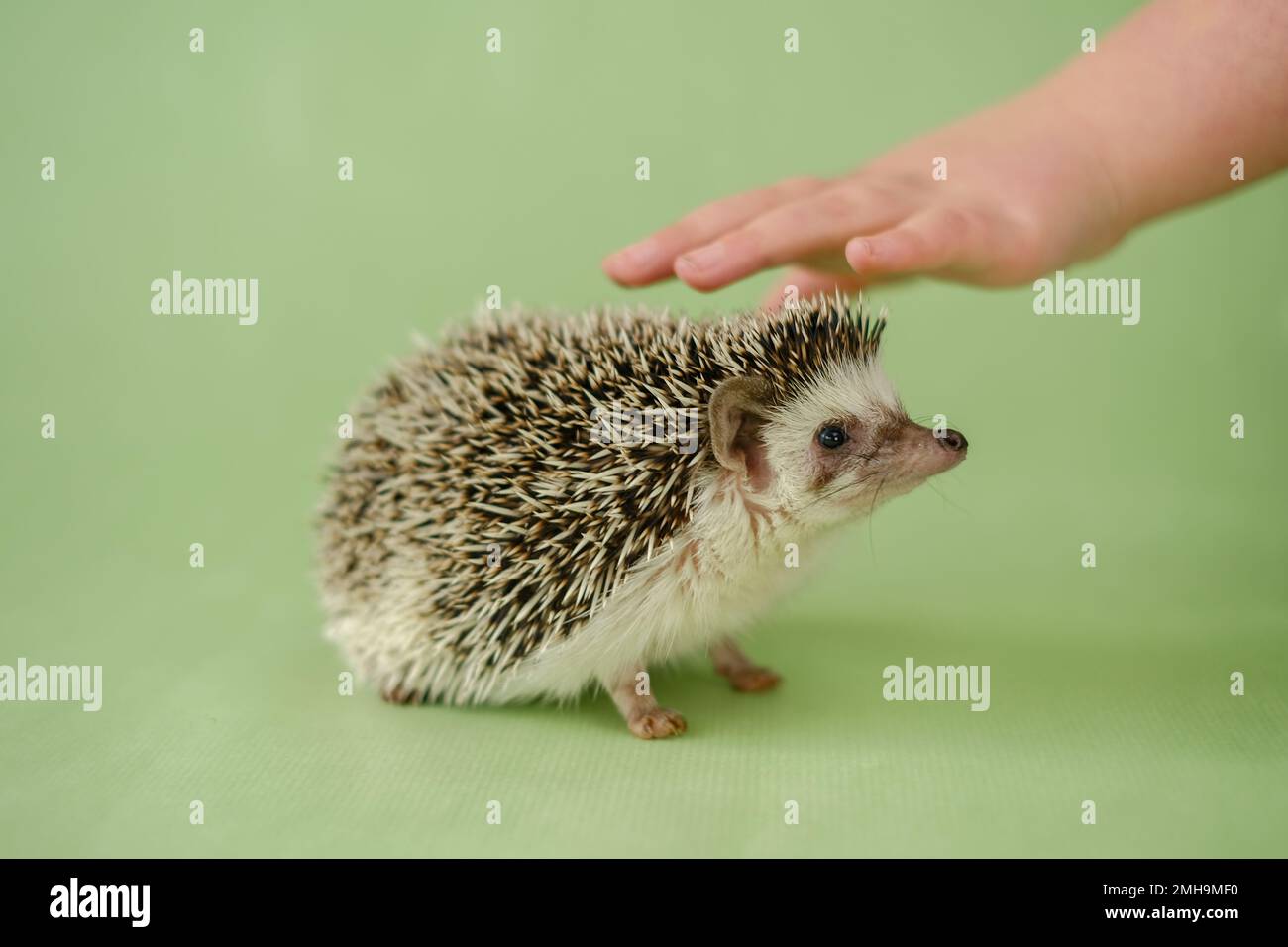 il bambino colpi il hedgehog. Riccio e una mano di peperoncino . Interazione comunicazione tra uomo e riccio. Bambino e pygmy africano PET. Hedgehog. Foto Stock