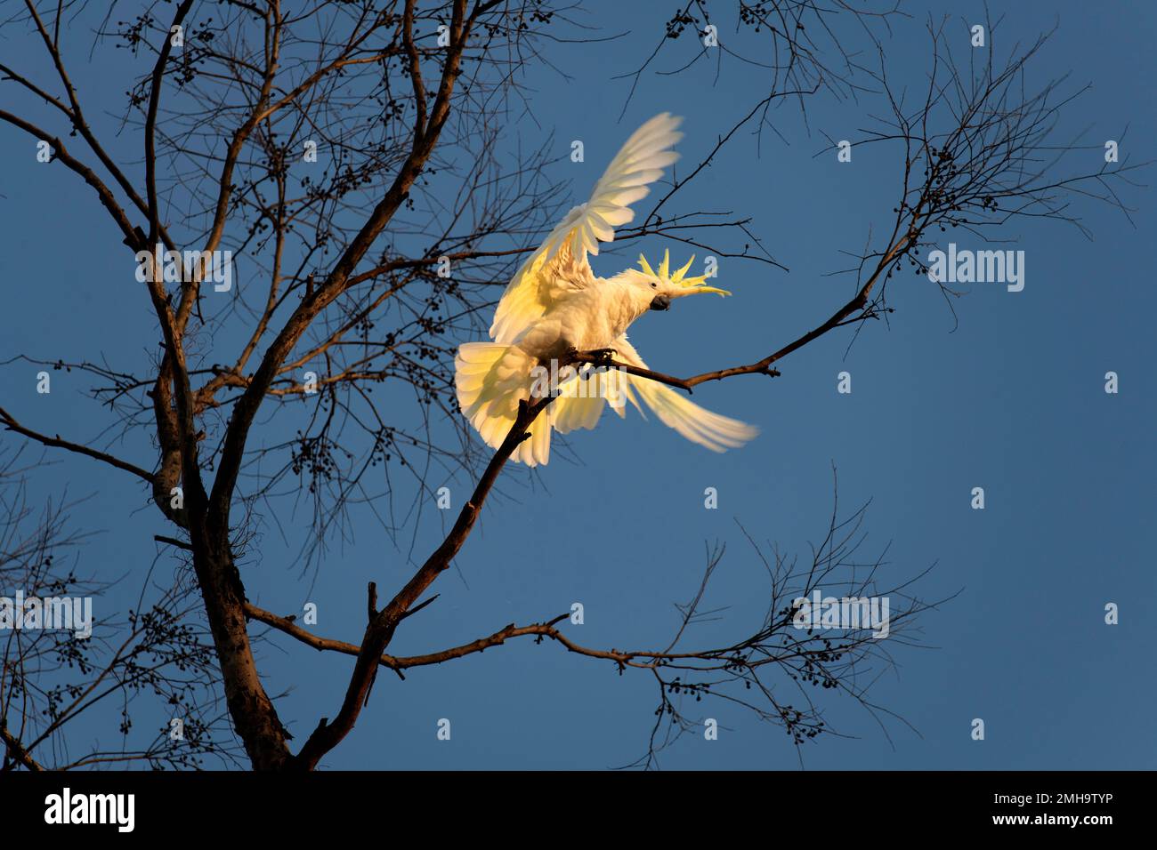 Cockatoo allo zolfo-Crested (Cacatua galerita) che si trova sul ramo di un albero a Sydney, NSW, Australia (Foto di Tara Chand Malhotra) Foto Stock