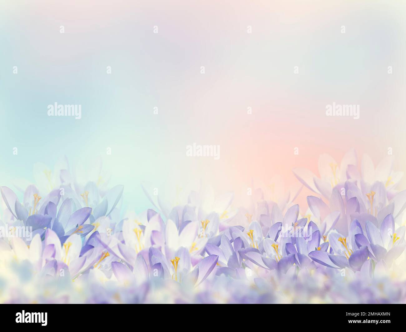 Sfondo floreale con fiori di Primavera Crocus Foto Stock