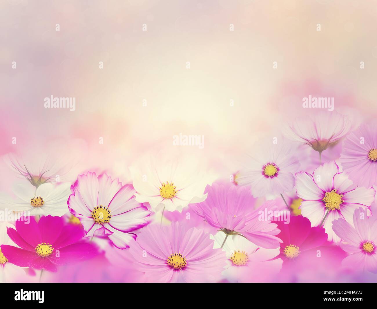 Cosmo rosa Fiori sfondo fioritura Foto Stock
