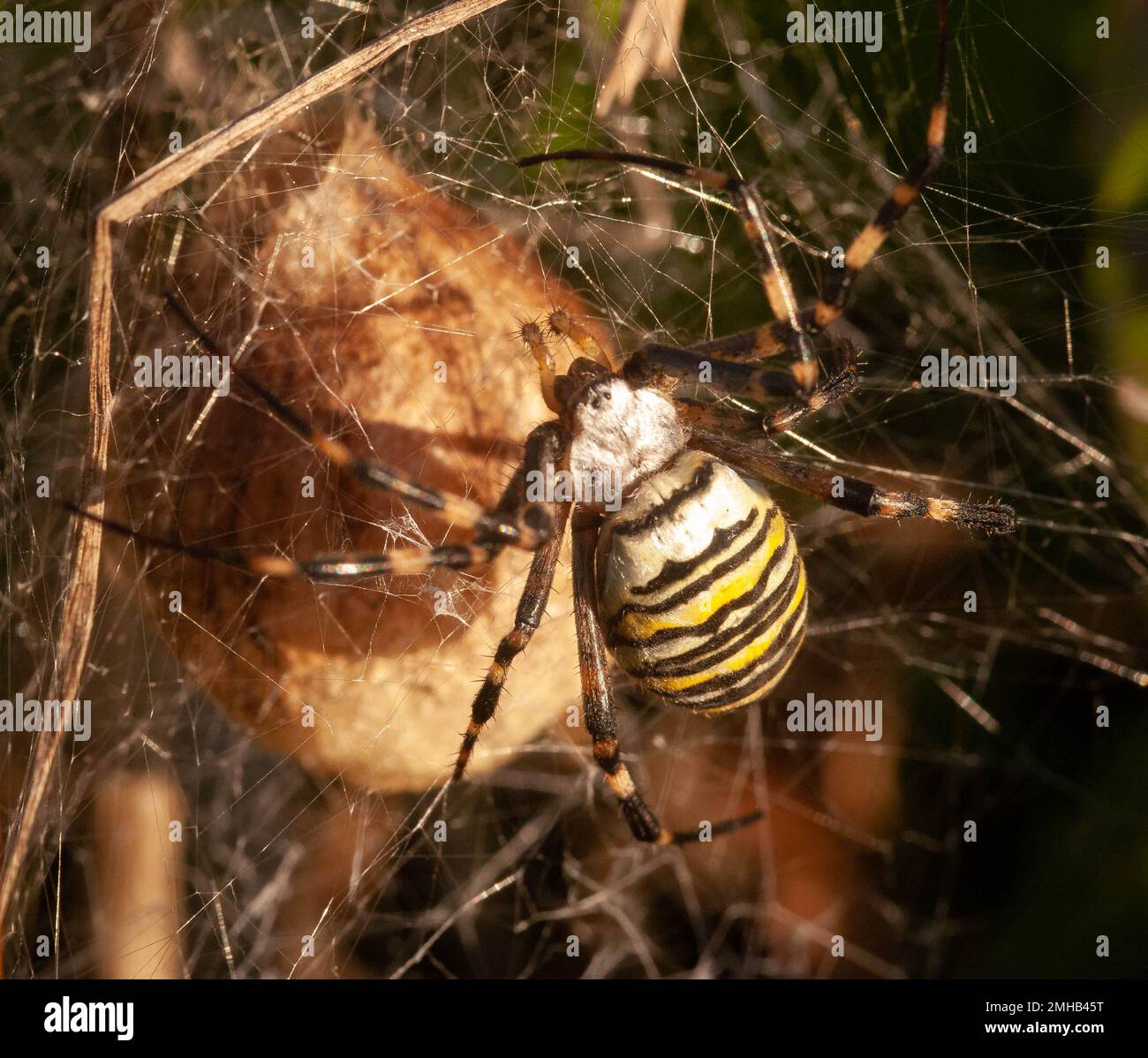 Primo piano di un Wasp Spider (Argiope bruennichi) sul suo web Foto Stock