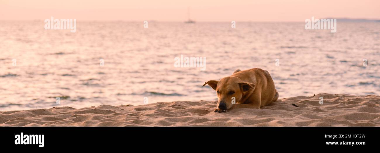 Un cane da strada sulla spiaggia durante il tramonto sulla spiaggia di Pattaya Thailandia in serata Foto Stock
