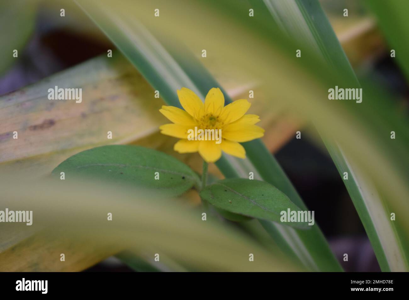 Layout creativo fatto di foglie verdi e fiori gialli. Distendere in piano. concetto naturale Foto Stock