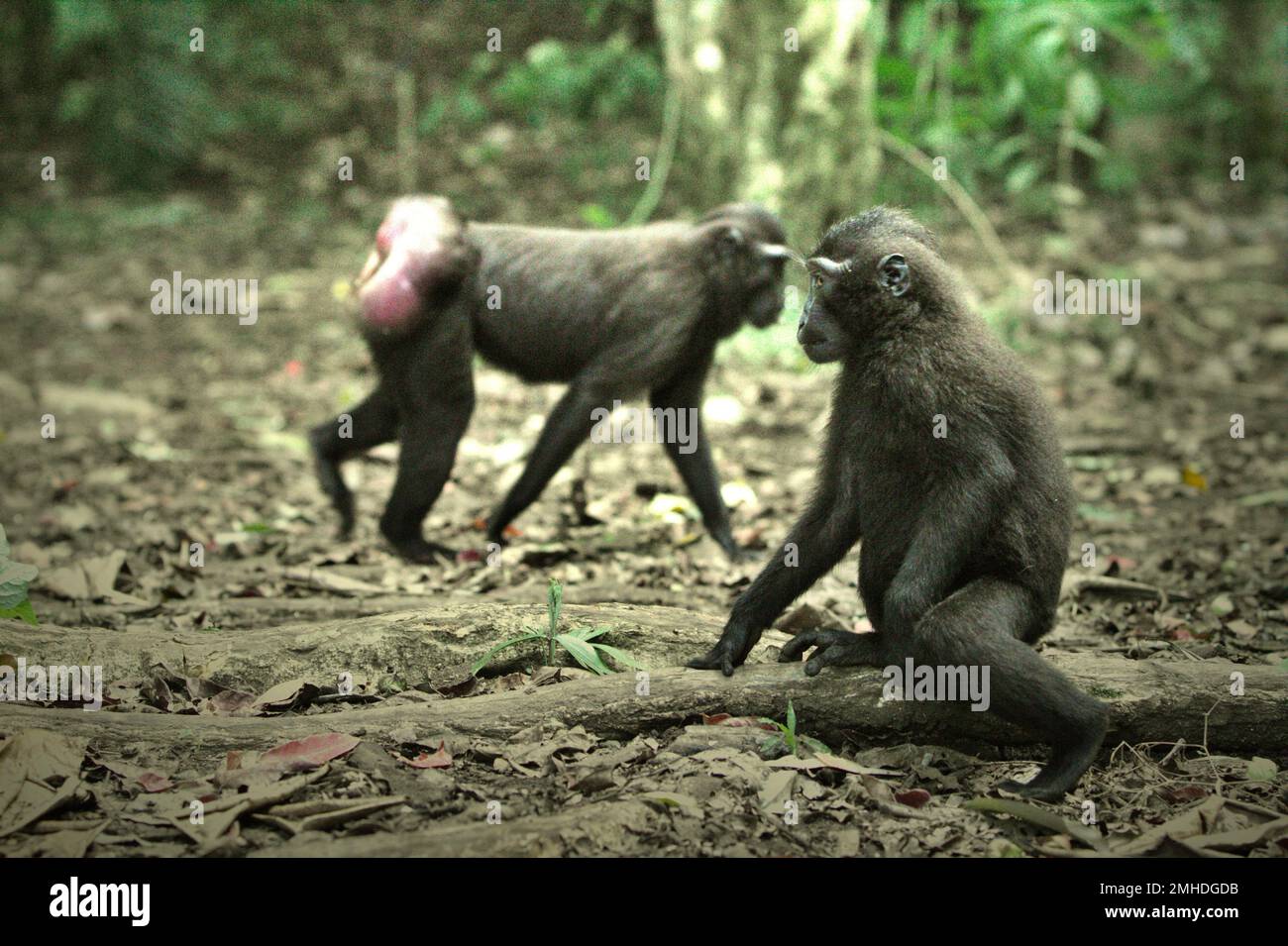 Macachi neri di Sulawesi (Macaca nigra) nella riserva naturale di Tangkoko, Sulawesi settentrionale, Indonesia. L'impatto del cambiamento climatico sulle specie endemiche può essere visto sul cambiamento del comportamento e della disponibilità alimentare; Che influenzano il loro tasso di sopravvivenza. ' come gli esseri umani, i primati si surriscaldano e si disidratano con attività fisica continuata in condizioni climatiche estremamente calde', secondo uno scienziato, Brogan M. Stewart, nel suo rapporto pubblicato nel 2021 sulla conversazione. 'In un futuro più caldo, dovrebbero adattarsi, riposare e rimanere all'ombra durante i momenti più caldi della giornata. Questo potrebbe significare meno foraggio Foto Stock