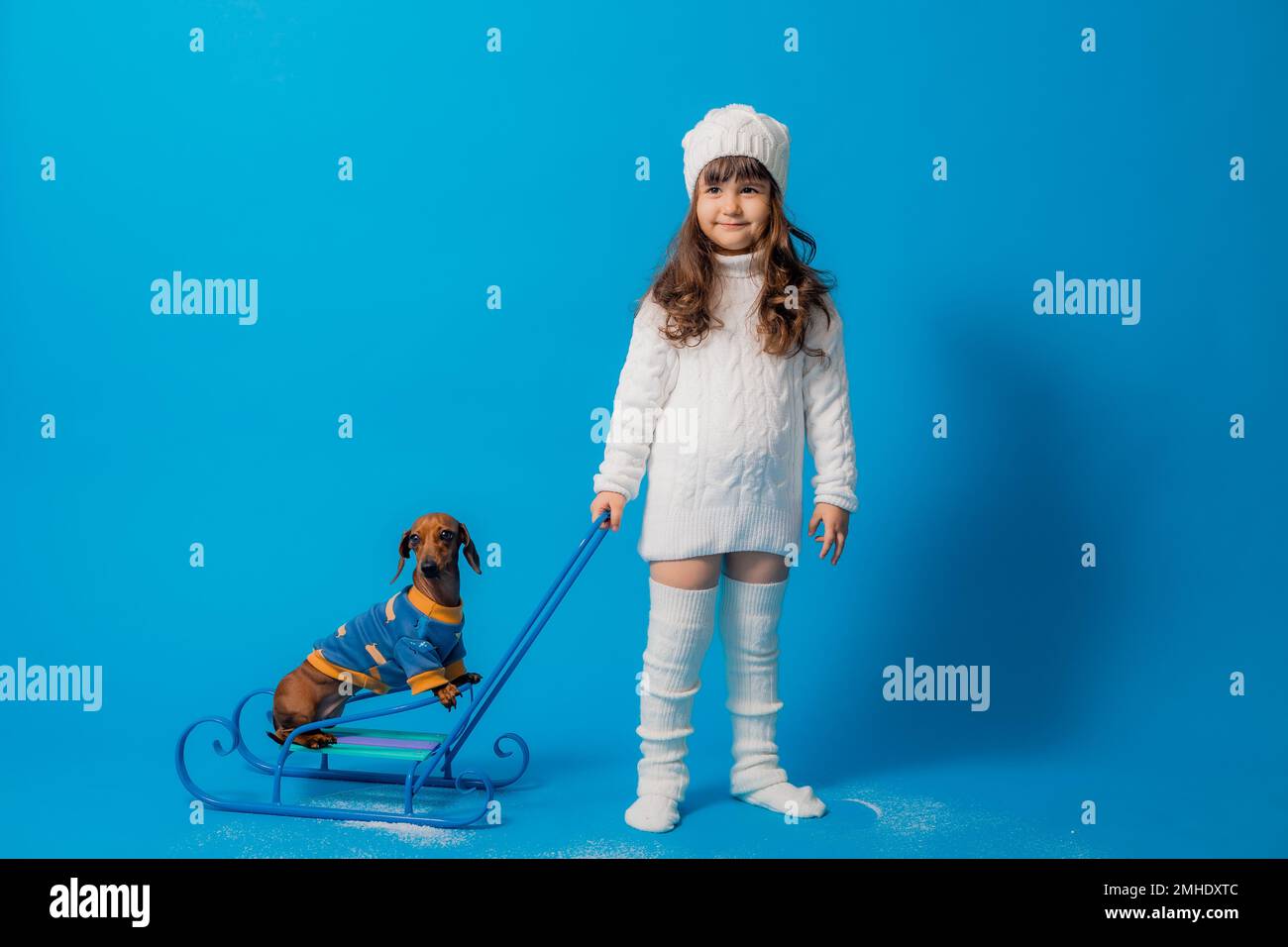 carino piccola bruna ragazza in un cappello bianco lavorato a maglia e maglione è sledding un cane dachshund con regali su uno sfondo blu in studio, spazio per il testo Foto Stock