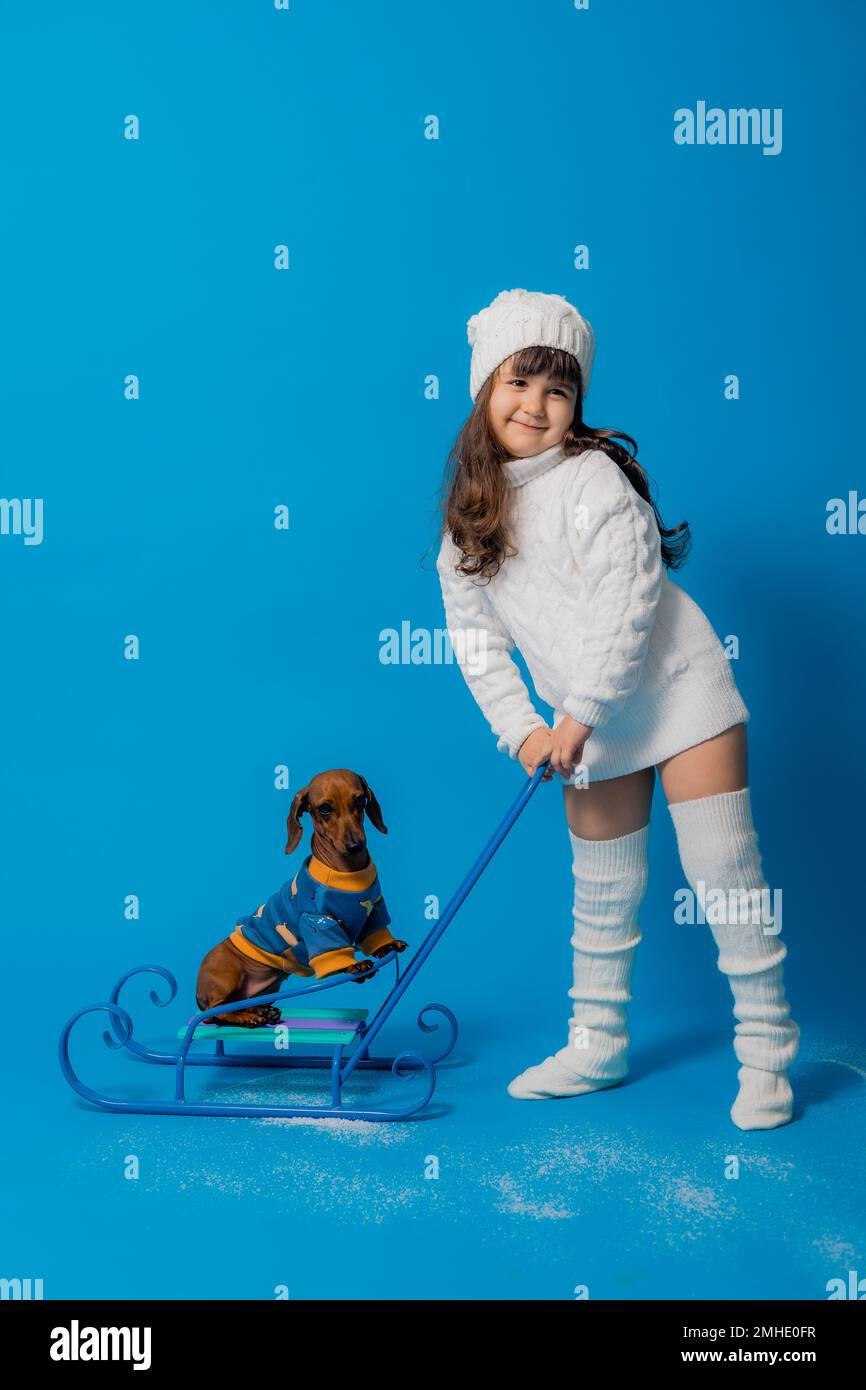 carino piccola bruna ragazza in un cappello bianco lavorato a maglia e maglione è sledding un cane dachshund con regali su uno sfondo blu in studio, spazio per il testo Foto Stock