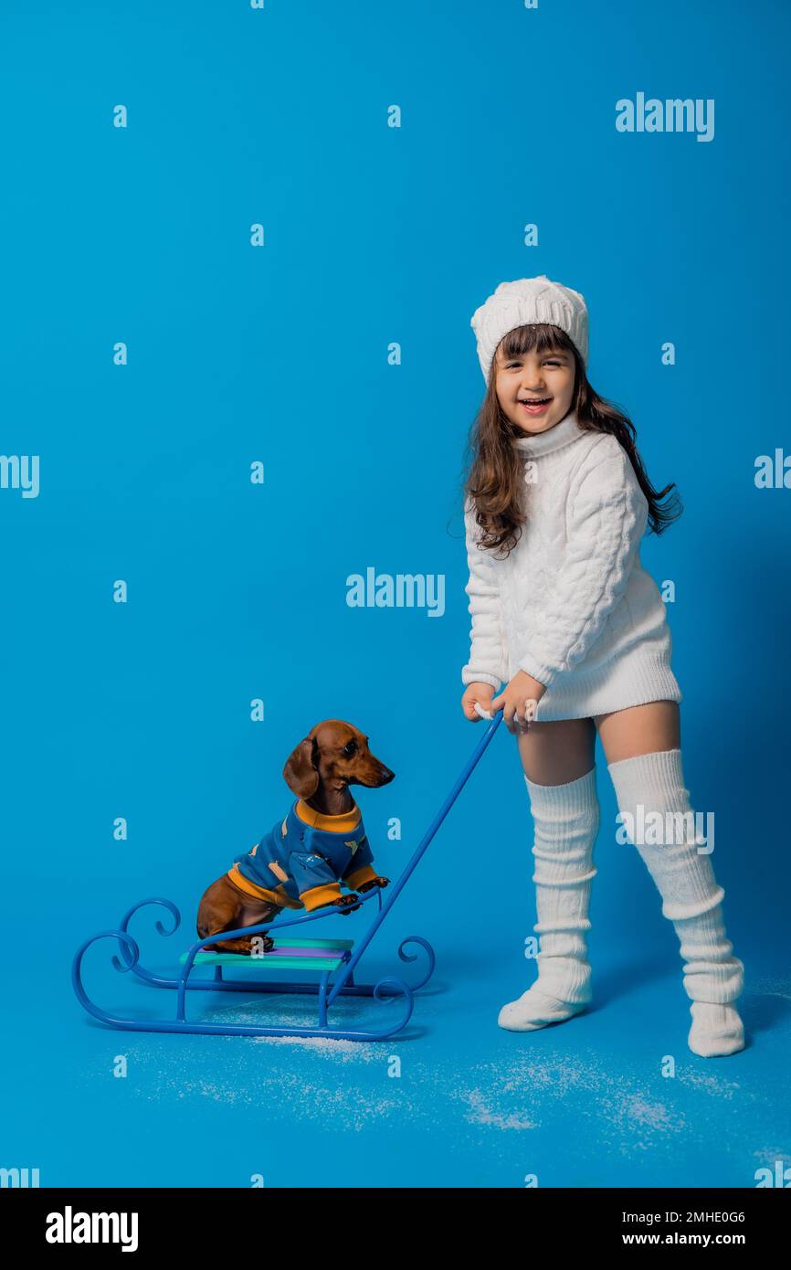 carino piccola bruna ragazza in un cappello bianco lavorato a maglia e maglione è sledding un cane dachshund con regali su uno sfondo blu in studio, spazio per il testo Foto Stock