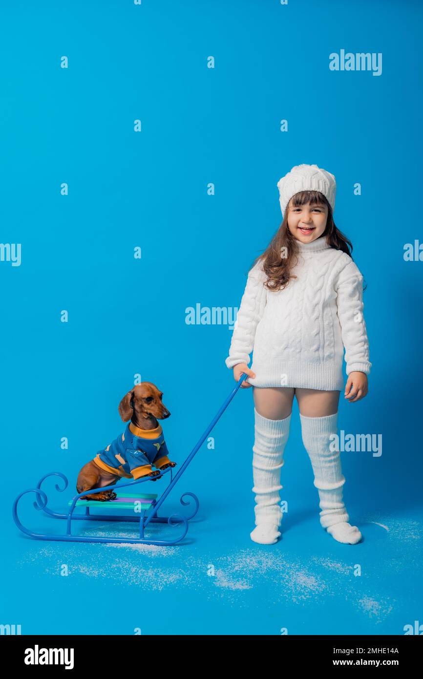 carino piccola bruna ragazza in un cappello bianco lavorato a maglia e maglione è sledding un cane dachshund con regali su uno sfondo blu in studio, spazio per il testo Foto Stock