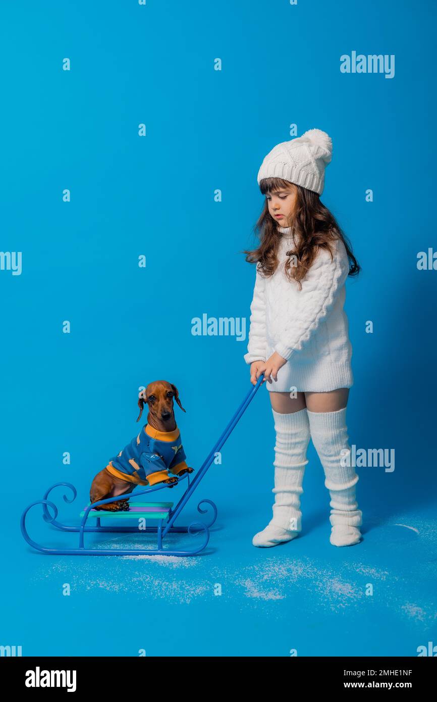 carino piccola bruna ragazza in un cappello bianco lavorato a maglia e maglione è sledding un cane dachshund con regali su uno sfondo blu in studio, spazio per il testo Foto Stock