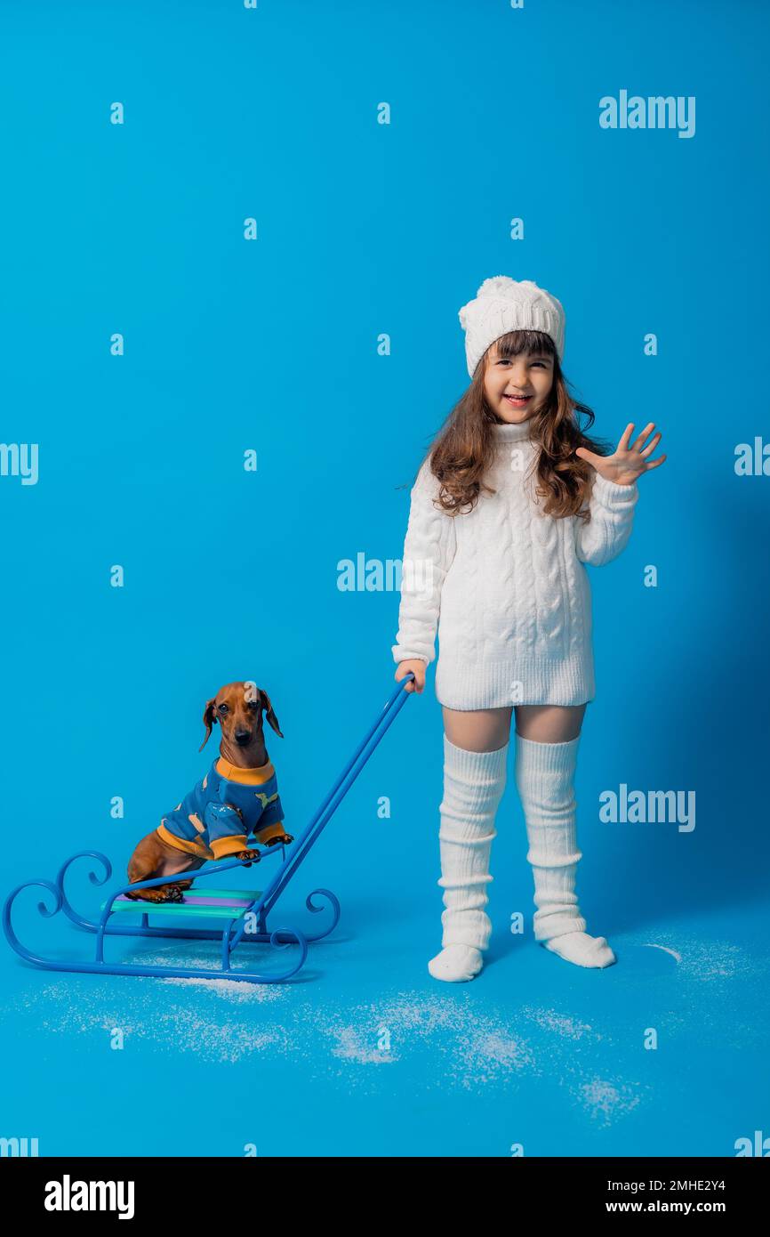 carino piccola bruna ragazza in un cappello bianco lavorato a maglia e maglione è sledding un cane dachshund con regali su uno sfondo blu in studio, spazio per il testo Foto Stock