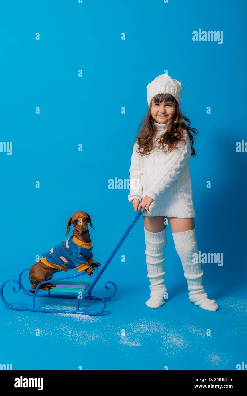 carino piccola bruna ragazza in un cappello bianco lavorato a maglia e maglione è sledding un cane dachshund con regali su uno sfondo blu in studio, spazio per il testo Foto Stock