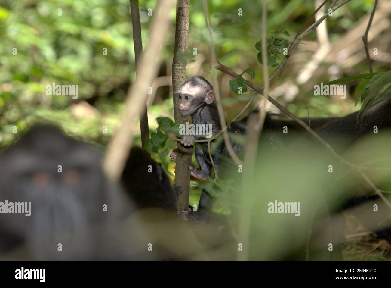 Un bambino di macaco nero Sulawesi (Macaca nigra) è visto nel mezzo di persone adulte femmine nella Riserva Naturale di Tangkoko, Nord Sulawesi, Indonesia. Il periodo di svezzamento di un neonato macaco crestato, dai 5 mesi fino ai 1 anni di età, è la prima fase della vita in cui la mortalità infantile è la più alta. Gli scienziati primati del progetto Macaca Nigra hanno osservato che '17 dei 78 bambini (22%) sono scomparsi nel loro primo anno di vita. Otto di questi 17 corpi morti di lattanti sono stati trovati con grandi ferite da puntura.' Foto Stock