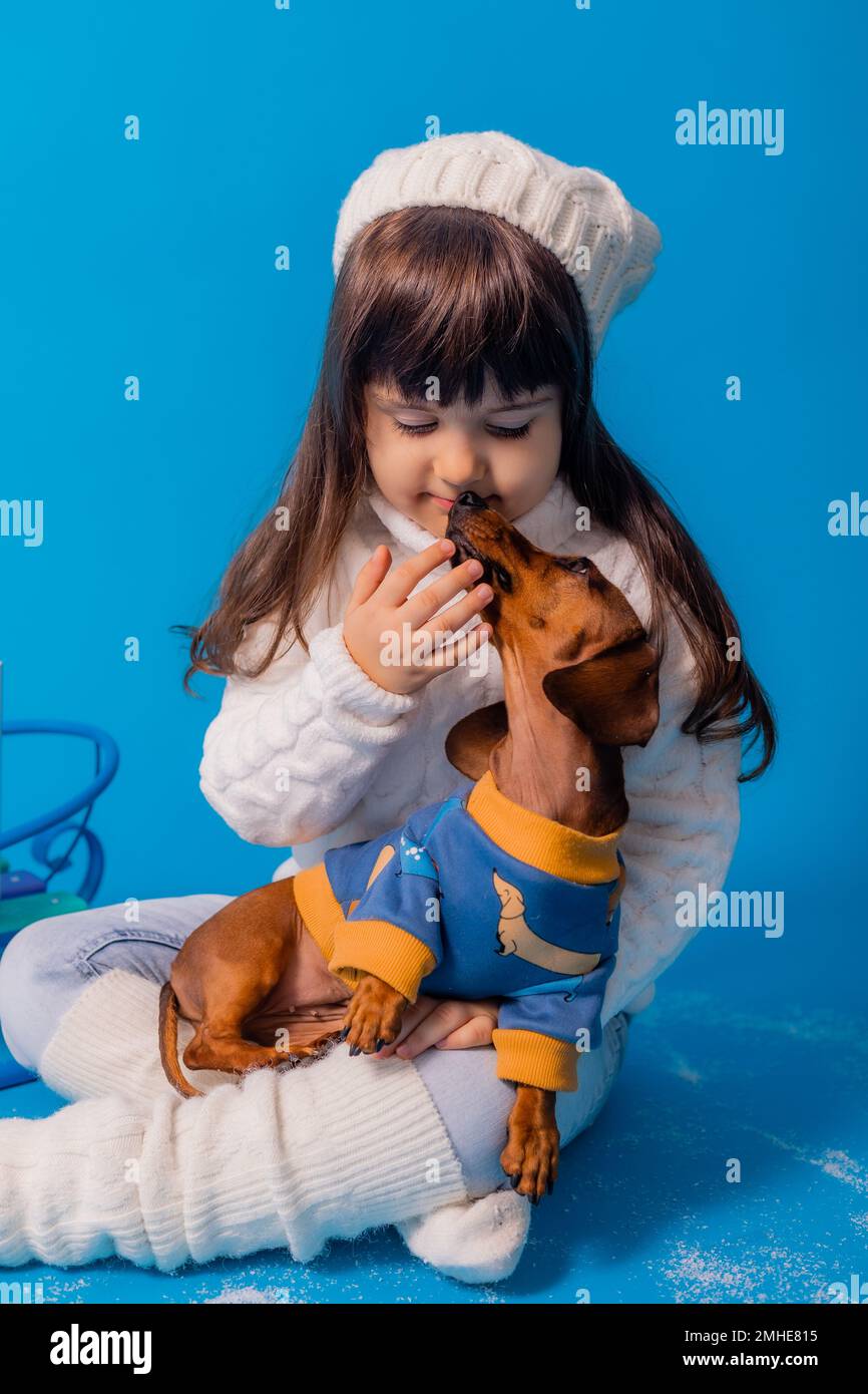 carino piccola bruna ragazza in un cappello bianco lavorato a maglia e maglione è sledding un cane dachshund con regali su uno sfondo blu in studio, spazio per il testo Foto Stock