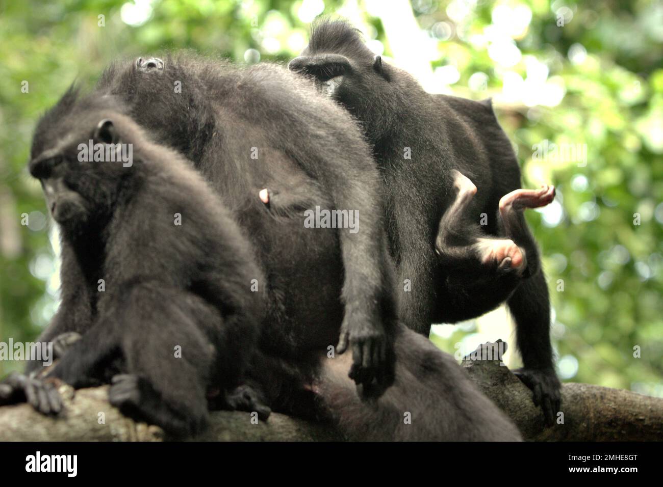 I piedi di un bambino di macaco solawesi con cresta nera (Macaca nigra) sono visti nel mezzo di individui adulti nella Riserva Naturale di Tangkoko, Sulawesi Nord, Indonesia. Il periodo di svezzamento di un neonato macaco crestato, dai 5 mesi fino ai 1 anni di età, è la prima fase della vita in cui la mortalità infantile è la più alta. Gli scienziati primati del progetto Macaca Nigra hanno osservato che '17 dei 78 bambini (22%) sono scomparsi nel loro primo anno di vita. Otto di questi 17 corpi morti di lattanti sono stati trovati con grandi ferite da puntura.' Foto Stock
