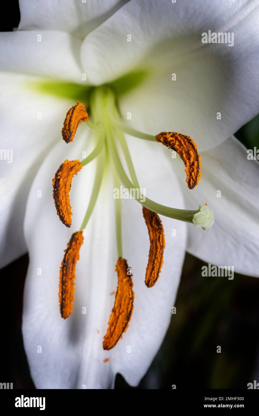 Primo piano del fiore bianco di lilly che mostra stigma, stile, antera e filamento Foto Stock