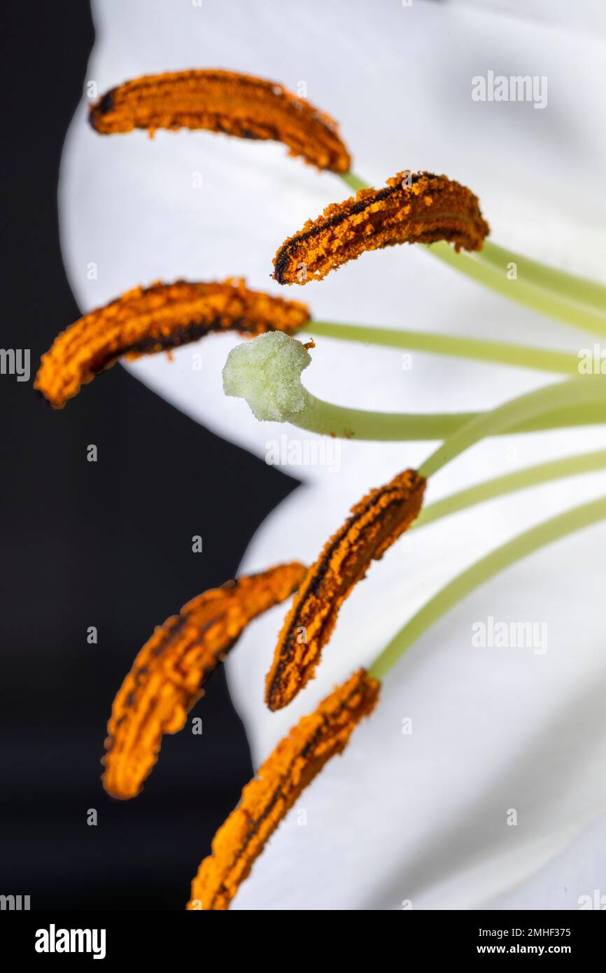 Primo piano del fiore bianco di lilly che mostra stigma, stile, antera e filamento Foto Stock