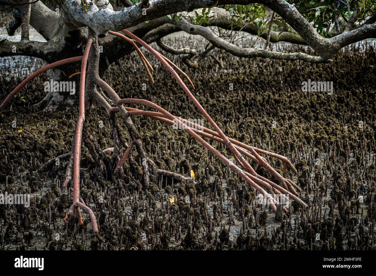 Primo piano della radice aerea della mangrovia Rossa (mangrola di Rhizophora) a basso tempo. Queensland Australia Foto Stock