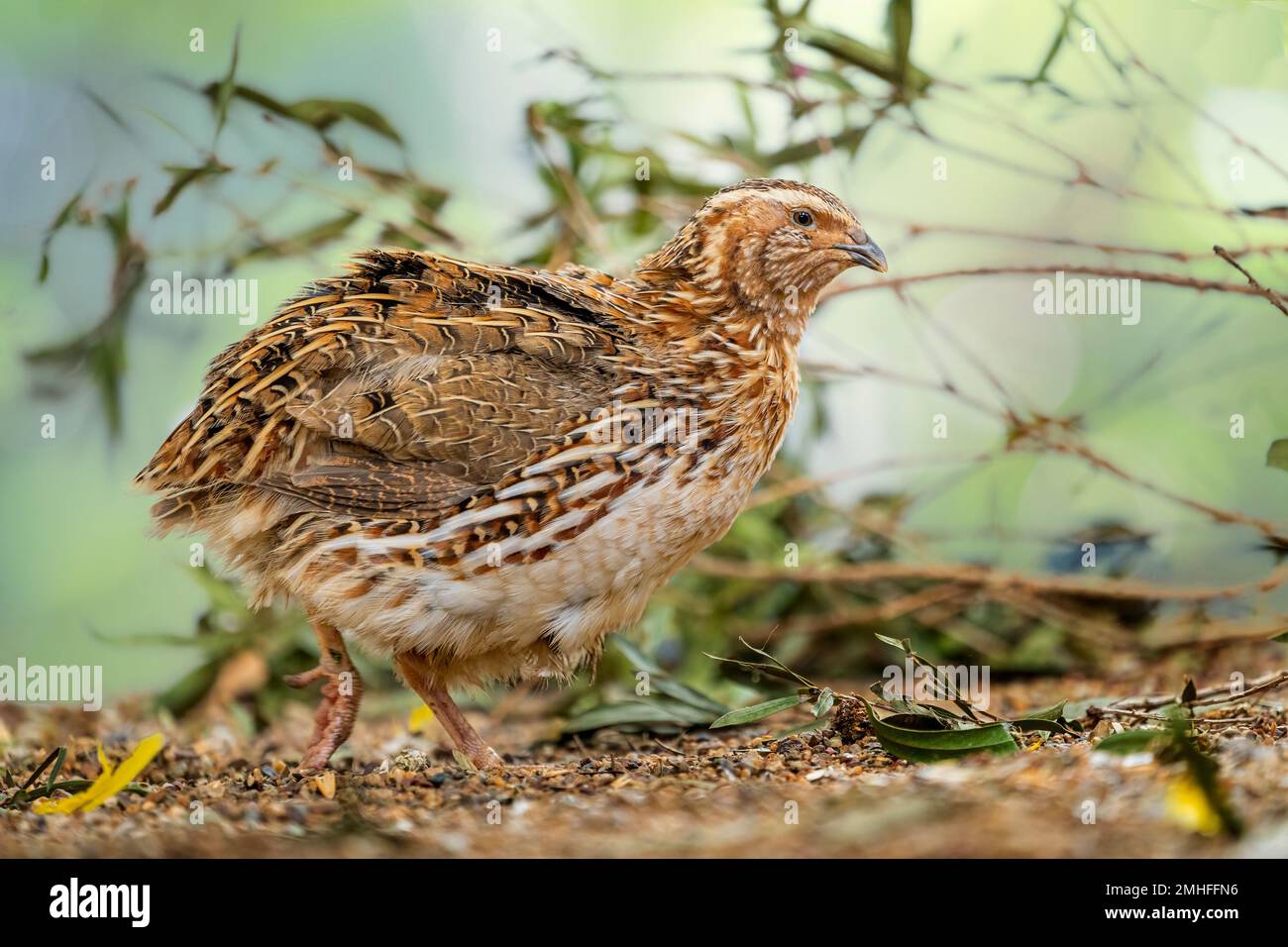 Quaglia comune (Corturnix coturnix) Foto Stock