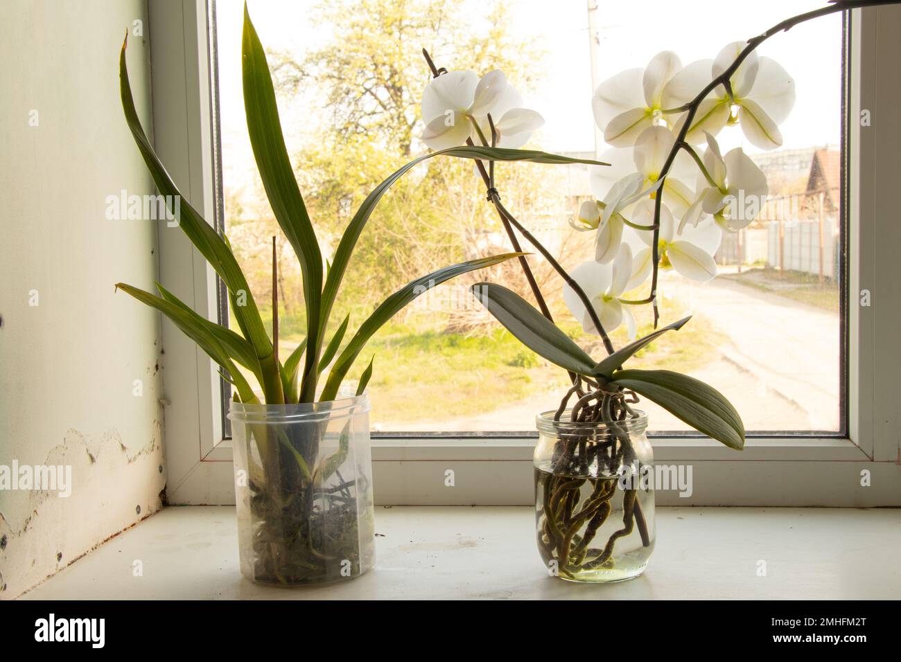 Phalaenopsis fiori interni stand in vaso trasparente su una finestra in una stanza Foto Stock