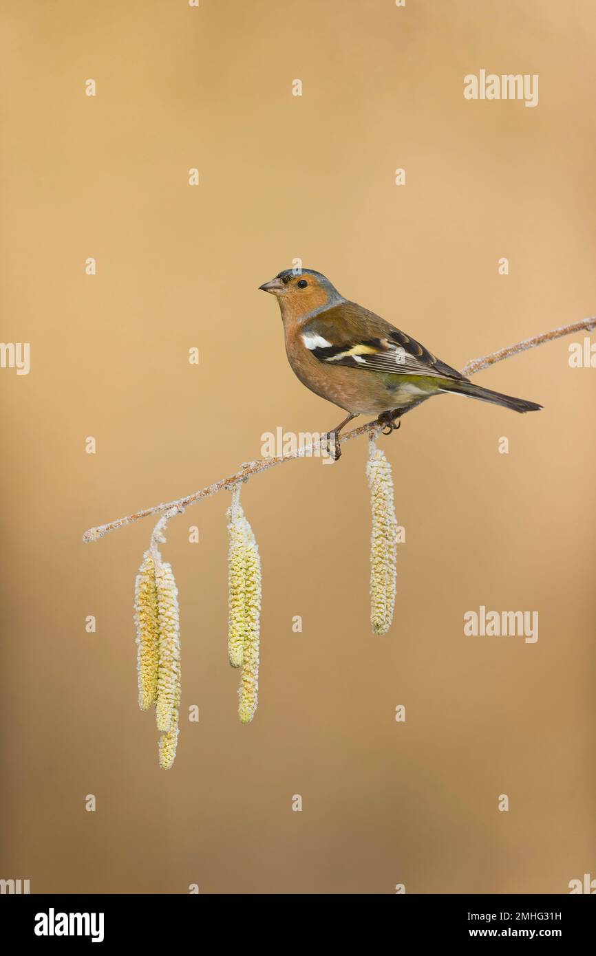 Coelebs fringilla comune, maschio adulto arroccato su ramoscello con cetriolini, Suffolk, Inghilterra, gennaio Foto Stock