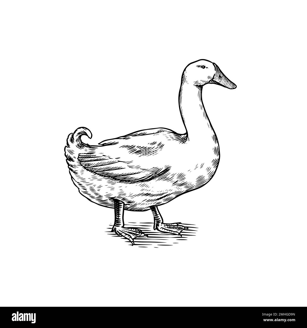 Uccello d'anatra. Gallina disegnata a mano. Animale di fattoria inciso. Vecchio schizzo monocromatico. Pollame domestico. Modello retro. Illustrazione Vettoriale