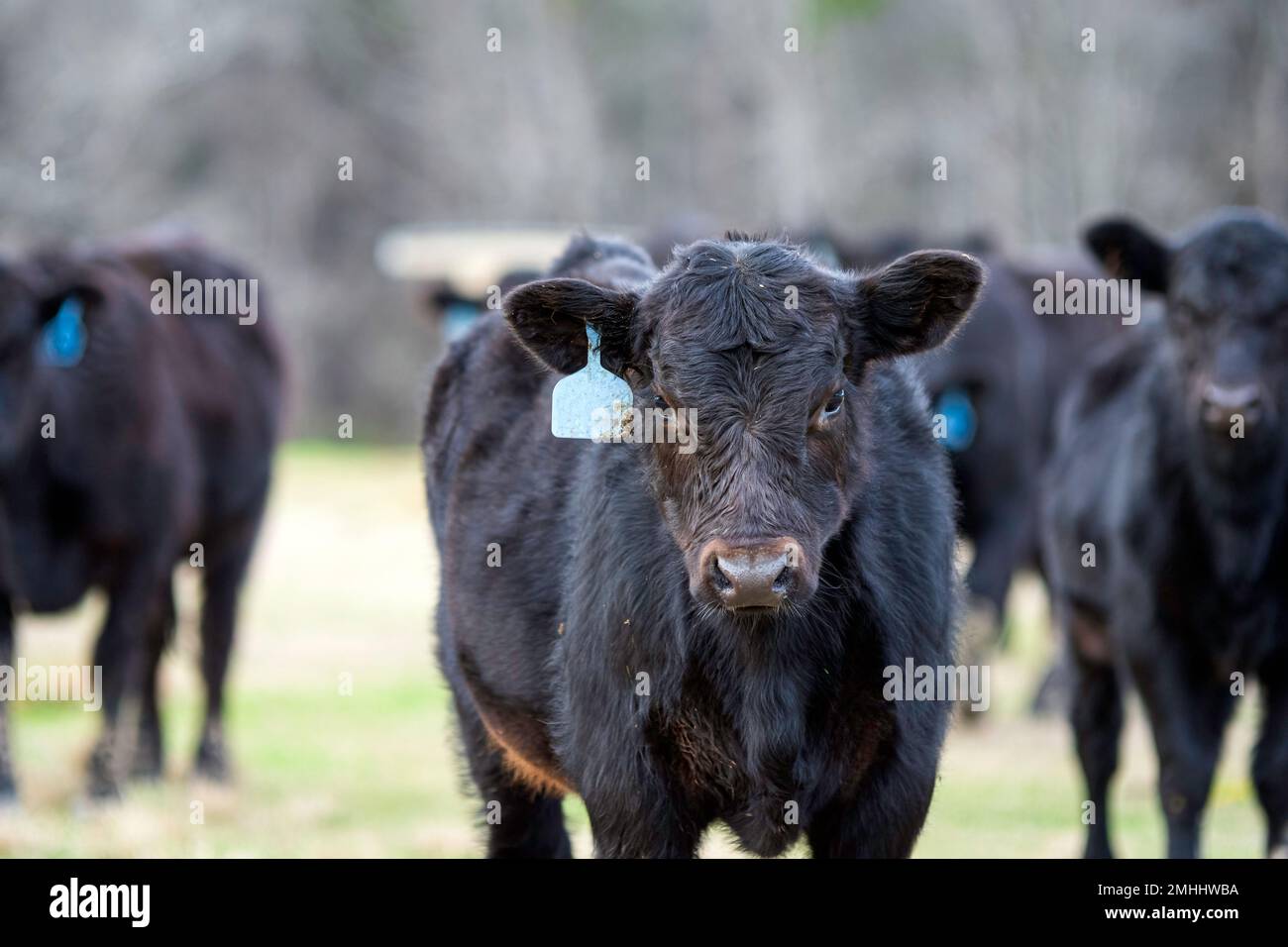 Vitello Angus nero in primo piano guardando la macchina fotografica con il resto del gregge dietro fuori-de-fuoco in un pascolo di gennaio in Alabama. Foto Stock