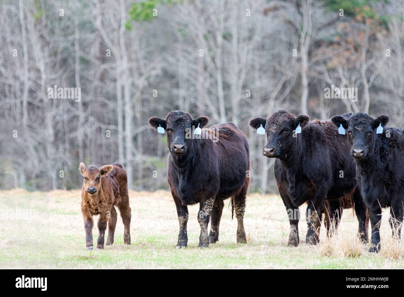 Mucche di Angus nero e un vitello che guarda la macchina fotografica mentre si trova in piedi in un pascolo di gennaio dormiente in Alabama. Foto Stock