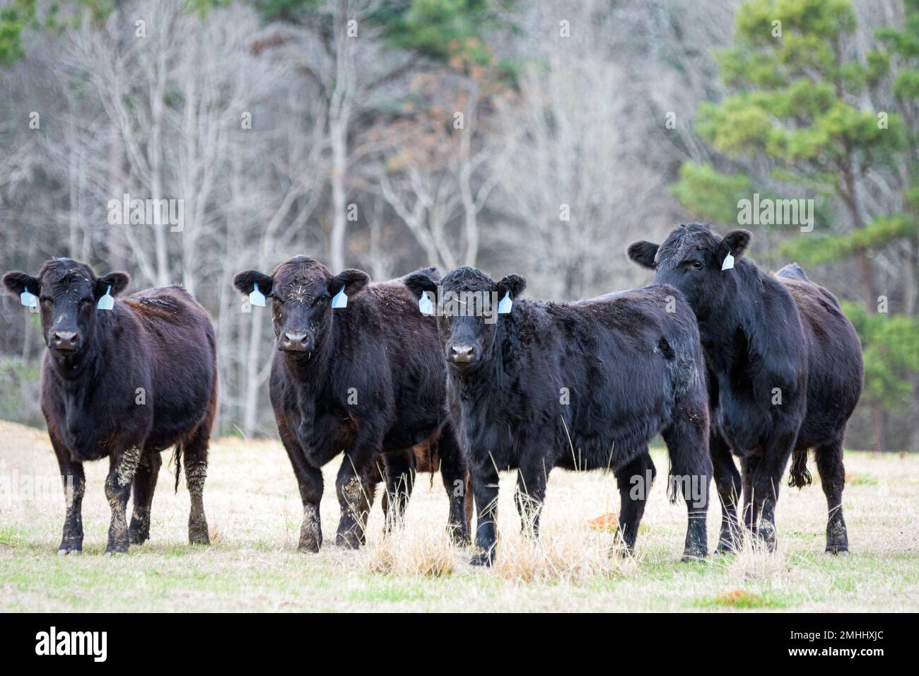 Quattro vacche di Angus nere in piedi in un pascolo dormiente di gennaio in Alabama con spazio negativo. Foto Stock